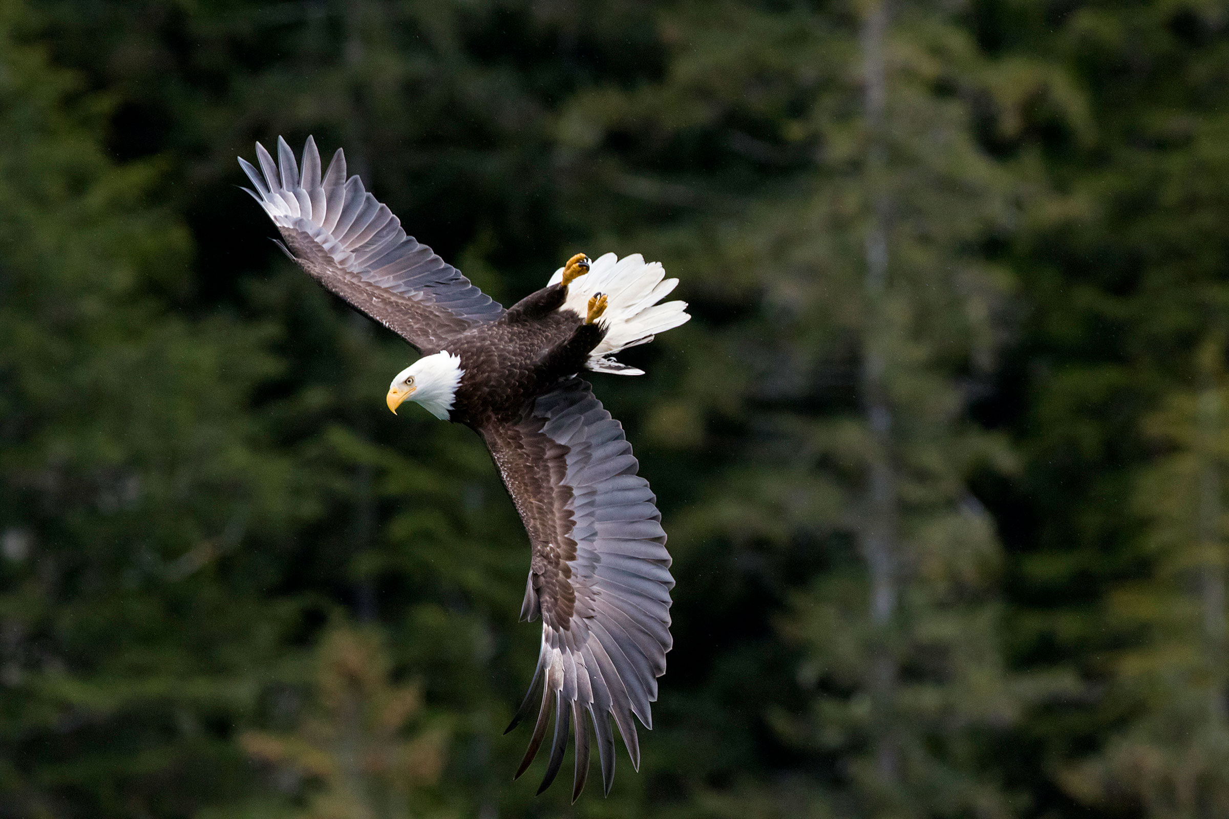 Forest Service Removes Roadless Protections for Tongass National Forest