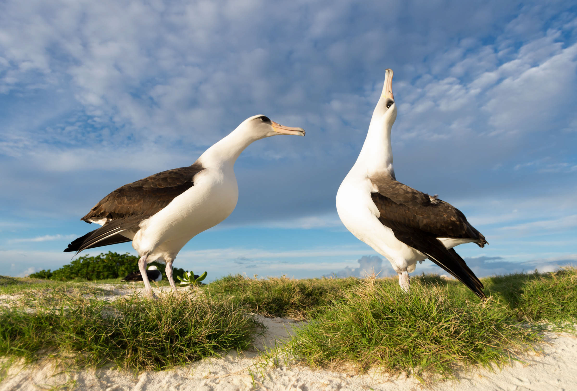 Laysan Albatross. Kat Paleckova/Audubon Photography Awards