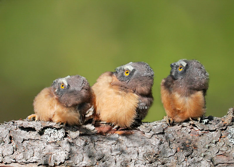 Northern Saw-whet Owls. Nick Saunders/Audubon Photography Awards
