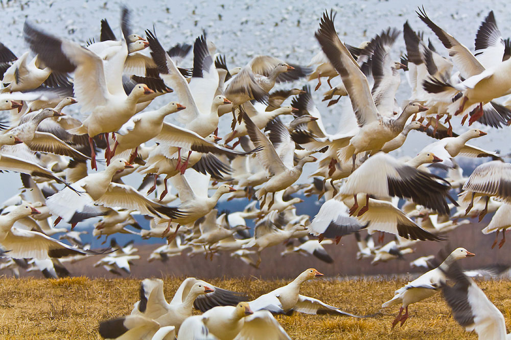 Snow Geese. Michael Gale/Audubon Photography Awards