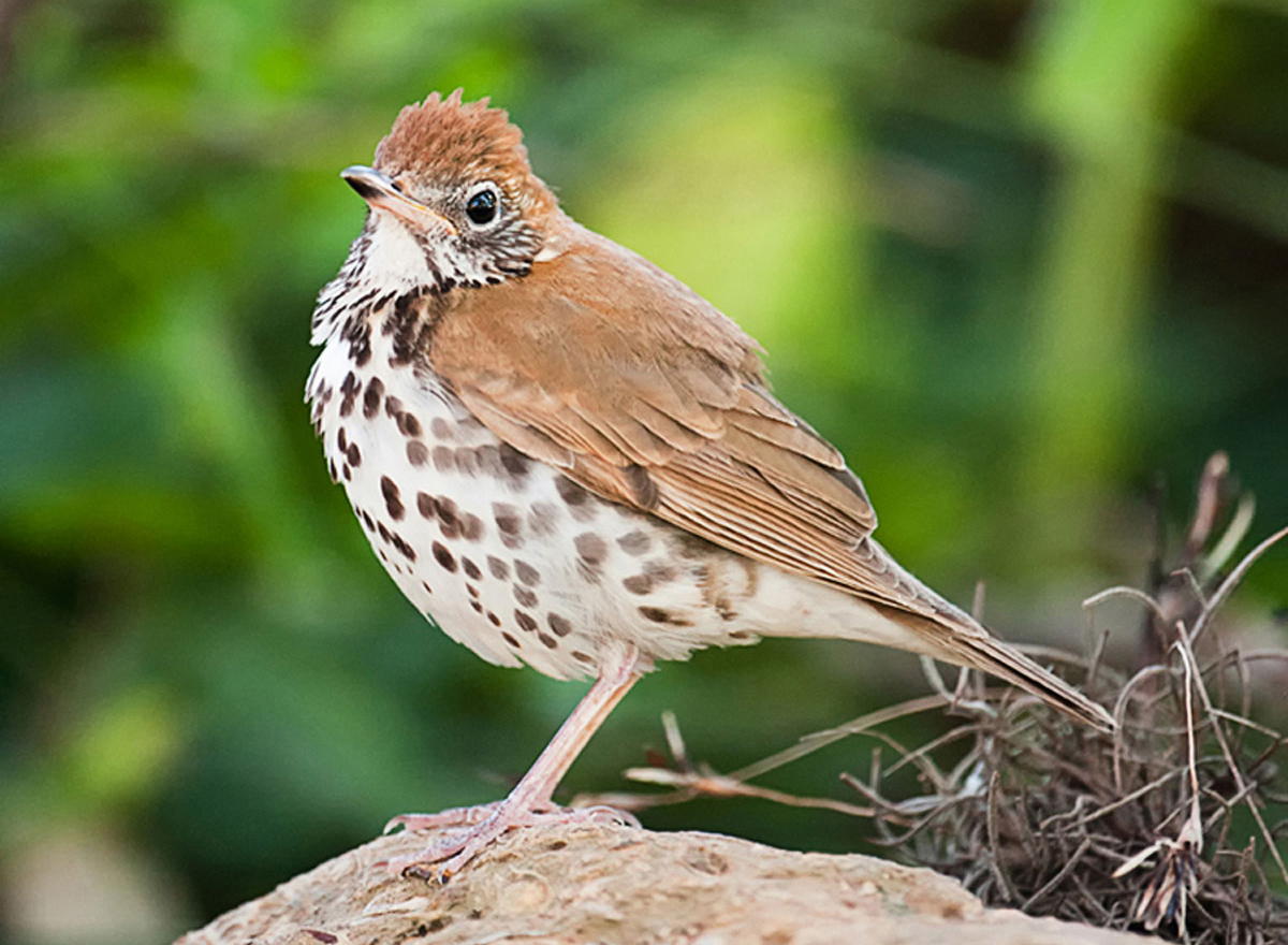Wood Thrush. Kathy Johnston/Audubon Photography Awards