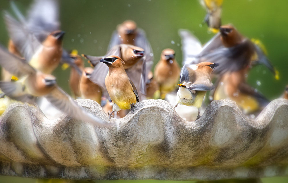 Audubon Society Board Names Margaret Walker Chairman and Susan Bell