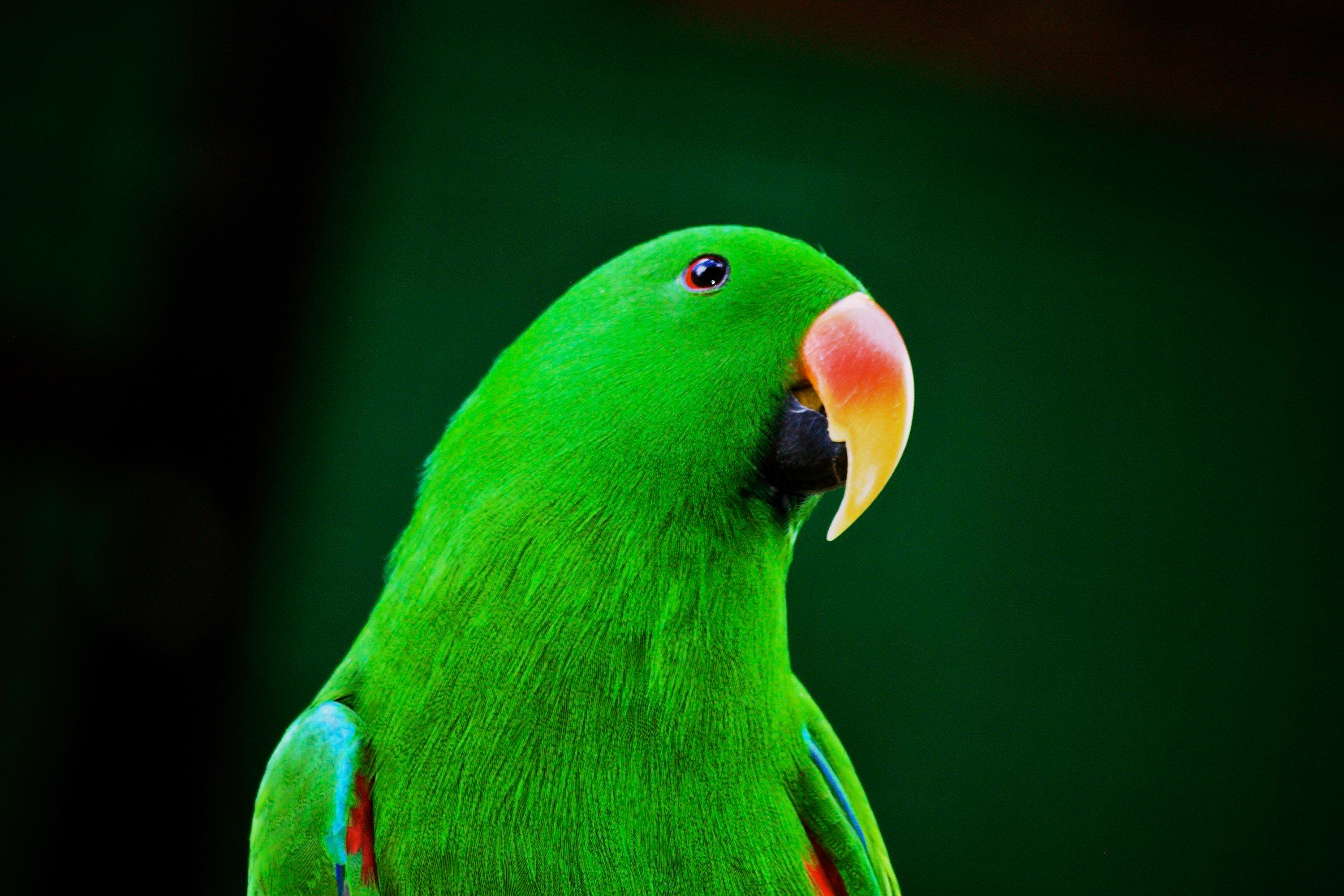 Eclectus Parrot. Joachim Vaturi/Audubon Photography Awards