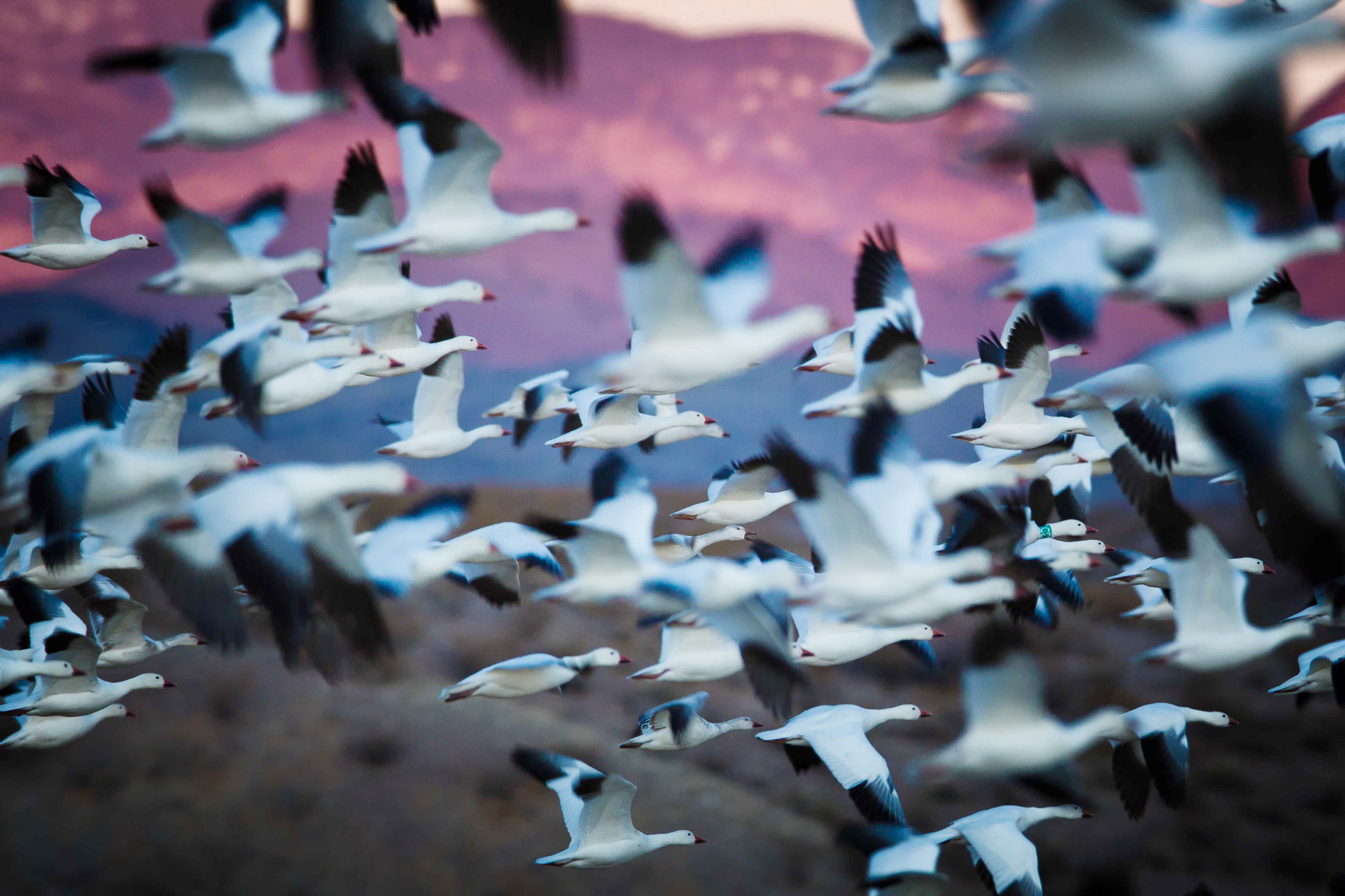 Snow Geese and Ross’s Geese migrate in mixed flocks, with the former outnumbering the latter about 10 to 1. Daniel D'Auria/Audubon Photography Awards