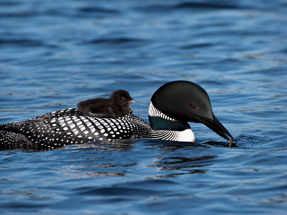 Lead tackle has been especially detrimental for the Common Loon. The neurotoxic effects can lead to the shutdown of major organs in the bird's body. Richard Pick/Audubon Photography Awards