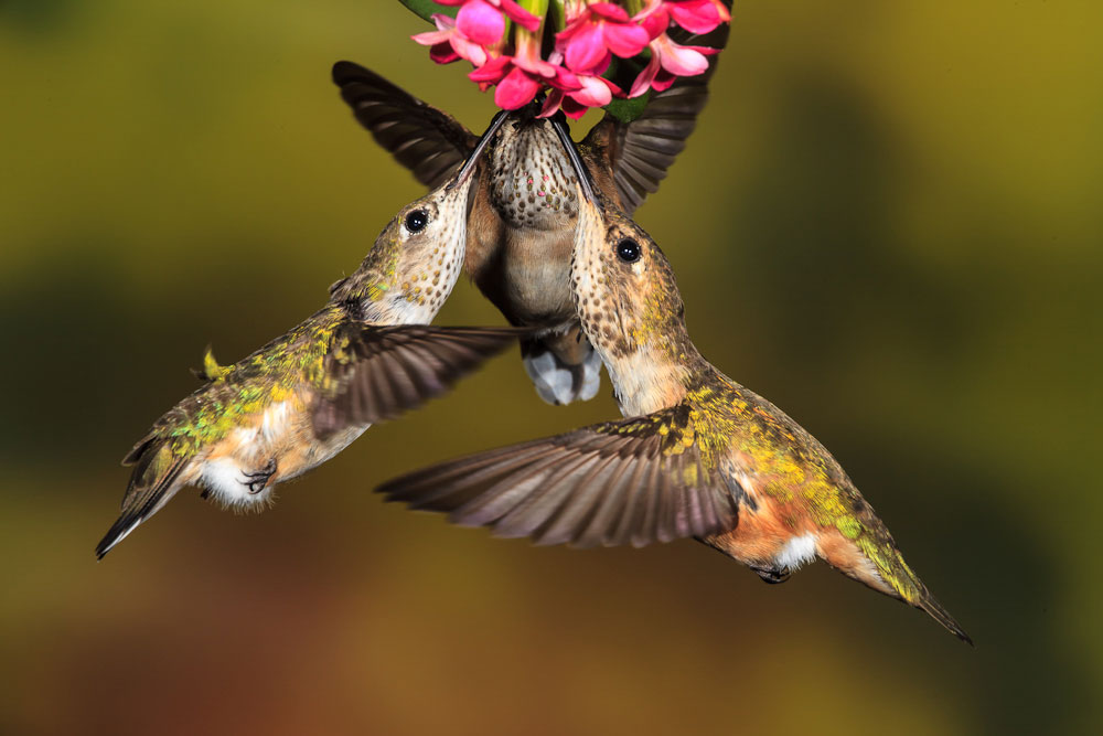 Three hummingbirds lap up nectar from blossoming flowers.
Left: Calliope Hummingbird. Right: Rufous Hummingbird. Dan Tracy/Audubon Photography Awards