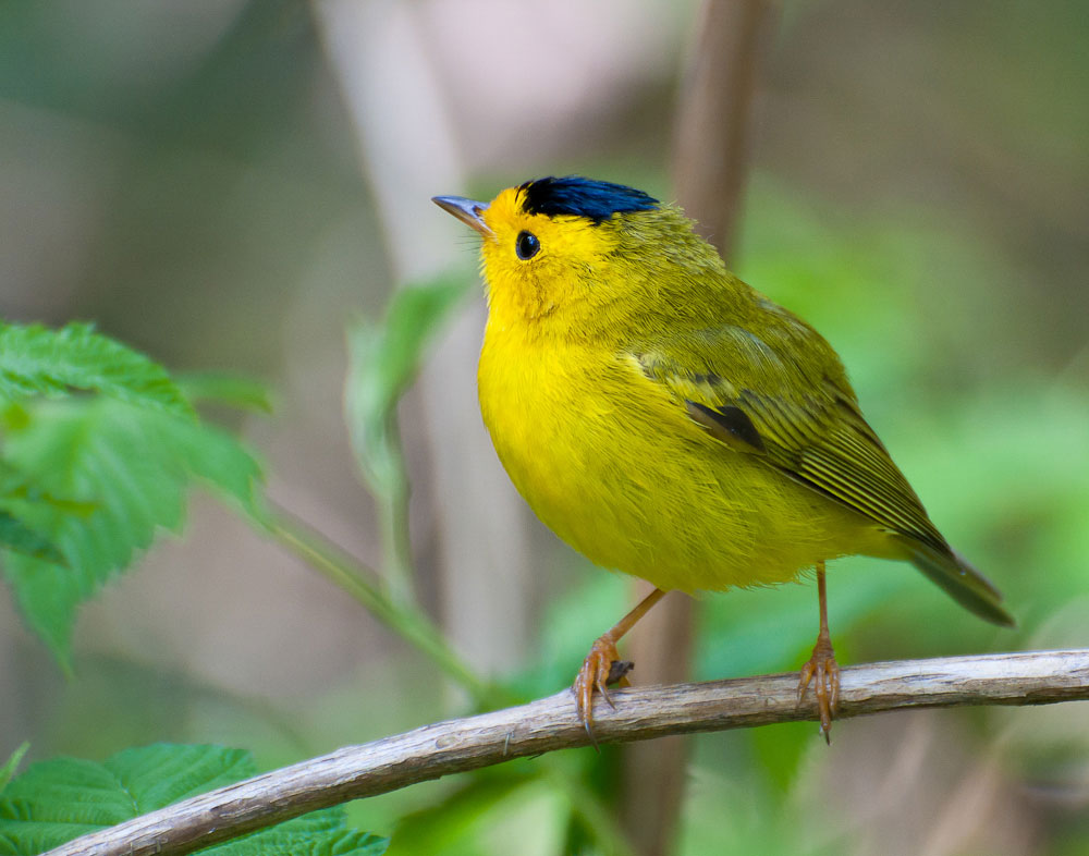Wilson's Warbler. Heather Roskelley/Audubon Photography Awards