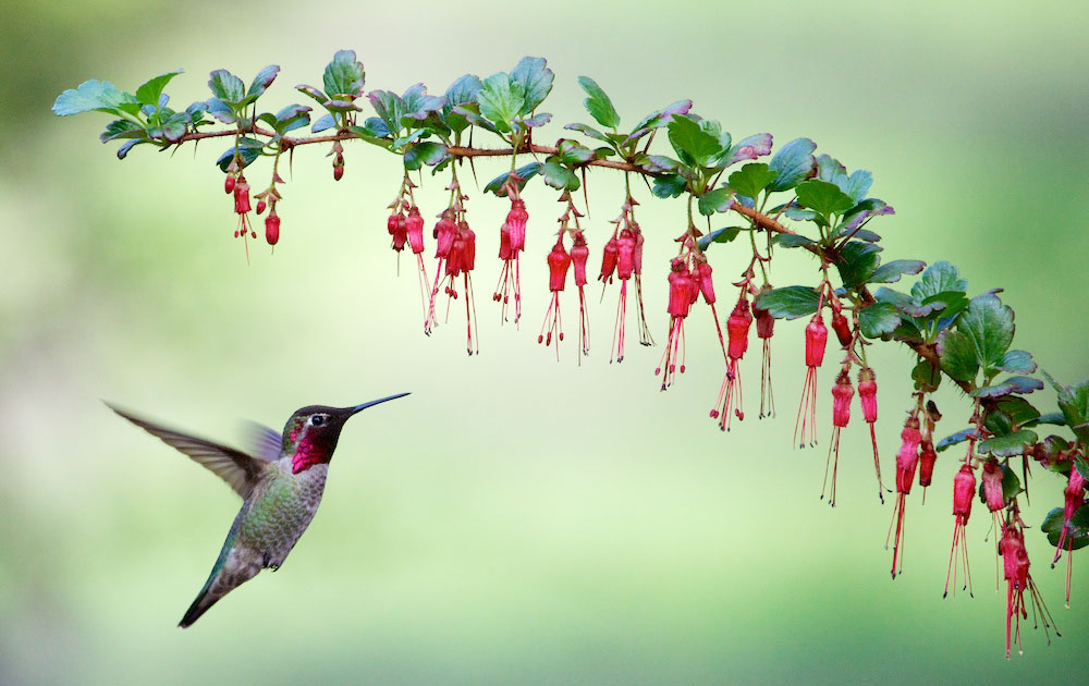 Anna's Hummingbird. Rick Derevan/Audubon Photography Awards