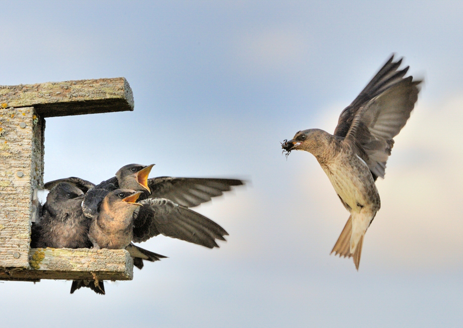 Purple Martins. Leslie Scopes Anderson/Audubon Photography Awards