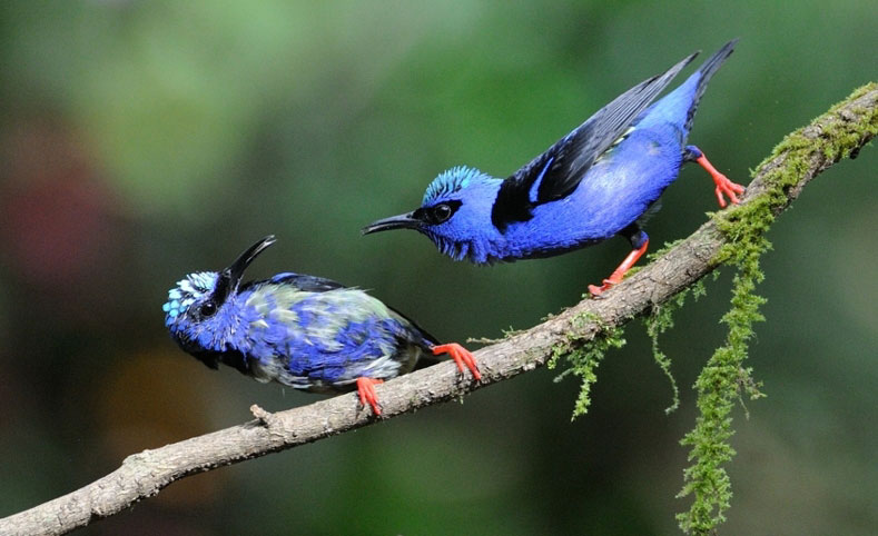 Red-legged Honeycreeper. Leslie Scopes Anderson/Audubon Photography Awards