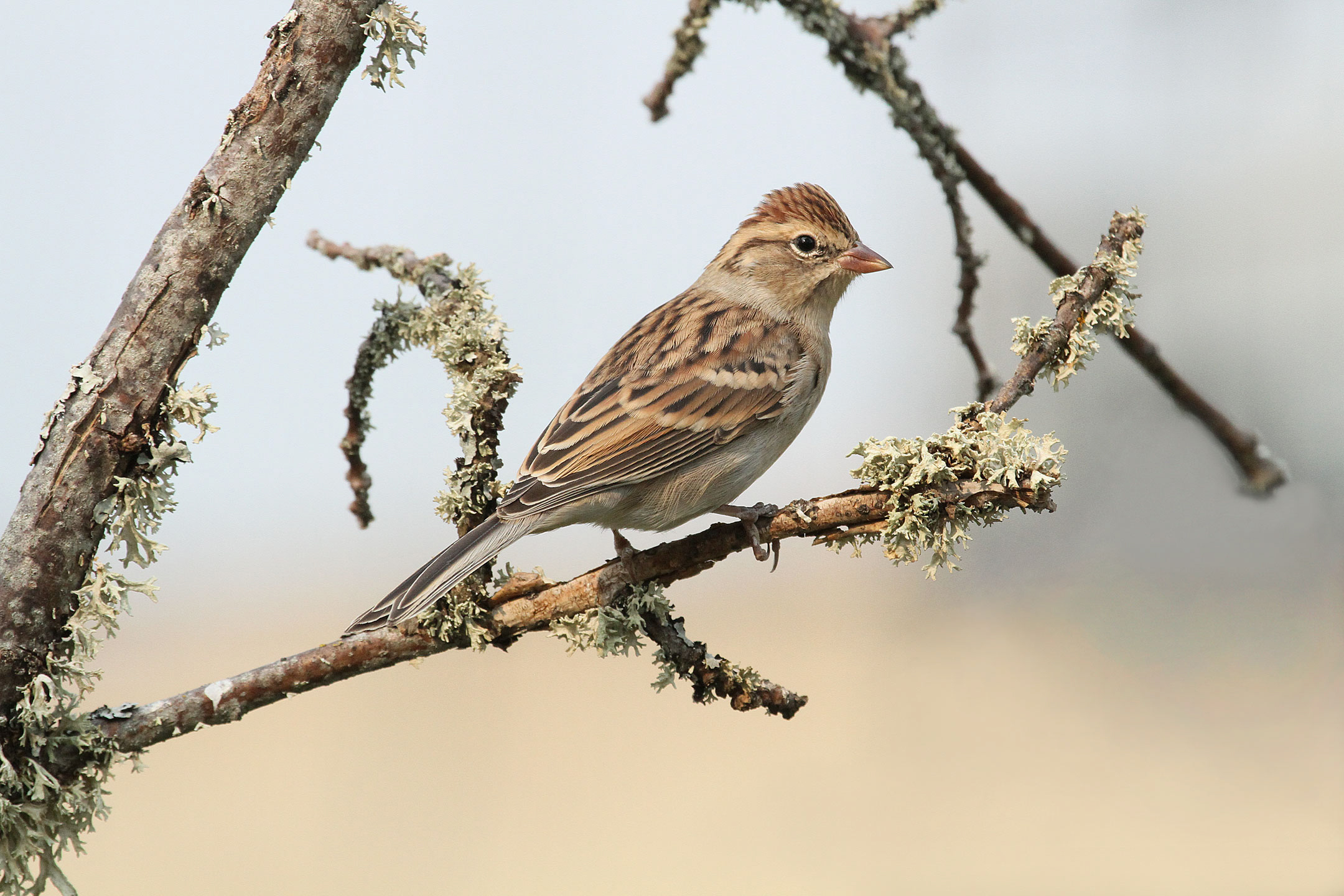 Chipping Sparrow. Roger Baker/Audubon Photography Awards