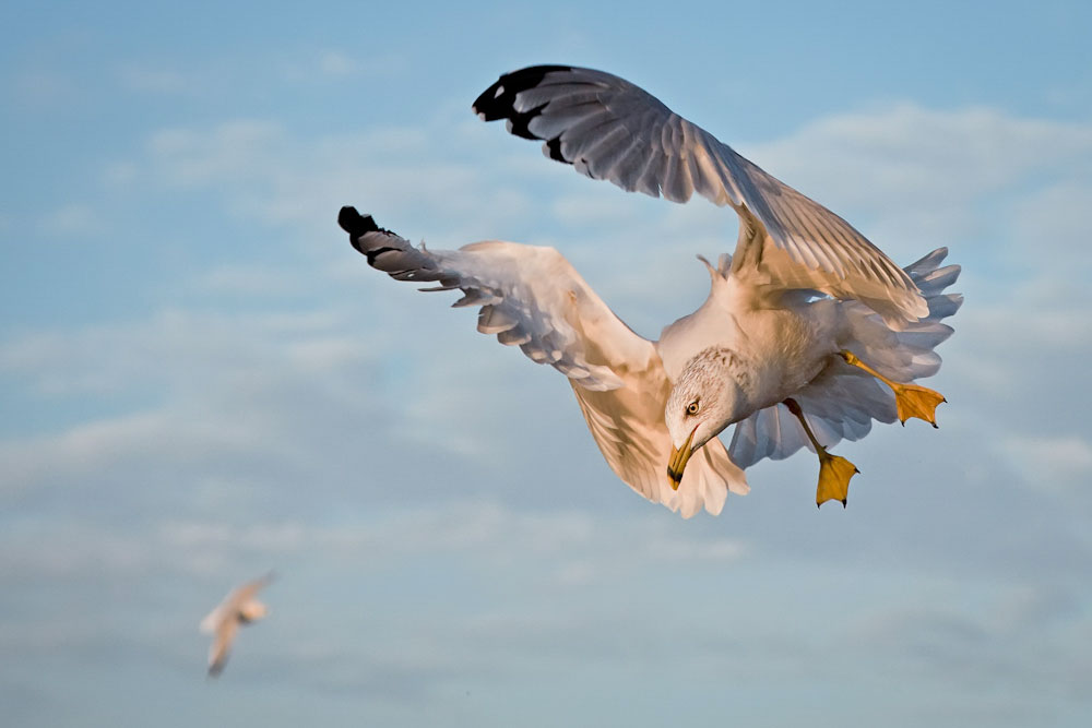 Ring-billed Gull. Melissa Groo/Audubon Photography Awards