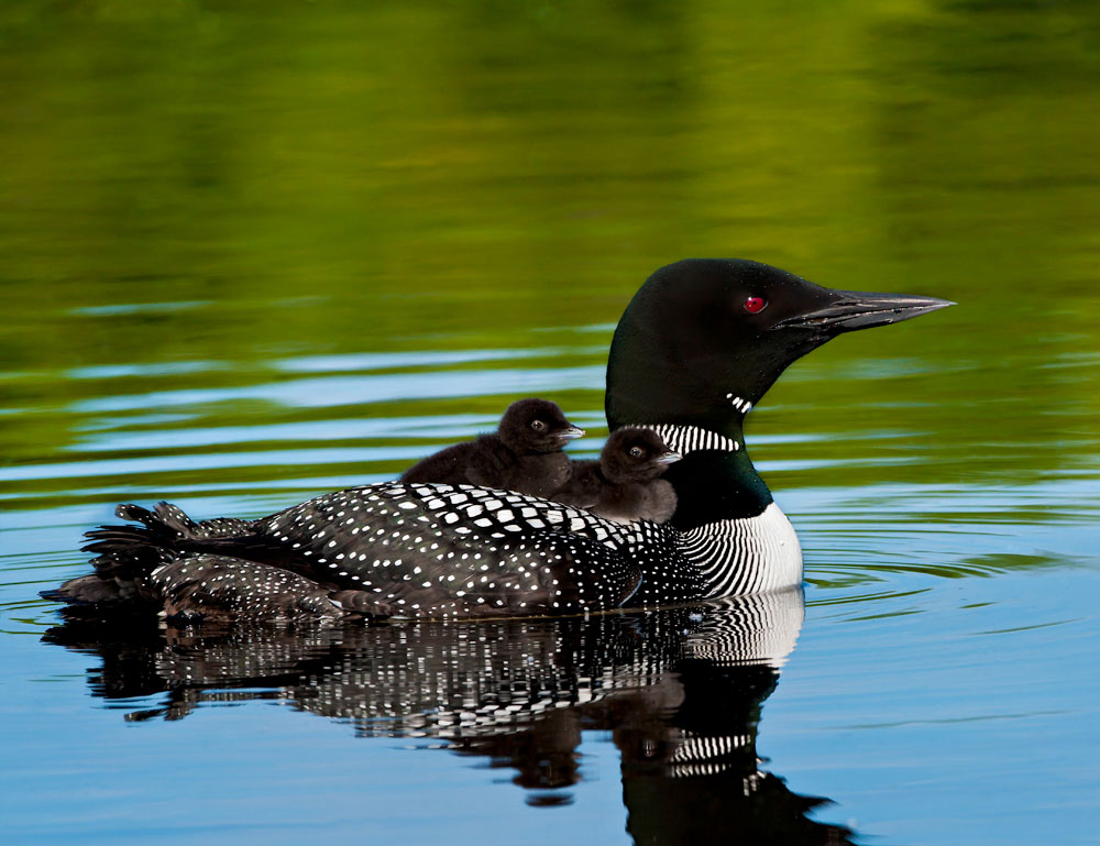 Baby Common Loons prove inseparable from their parents. Richard Pick/Audubon Photography Awards