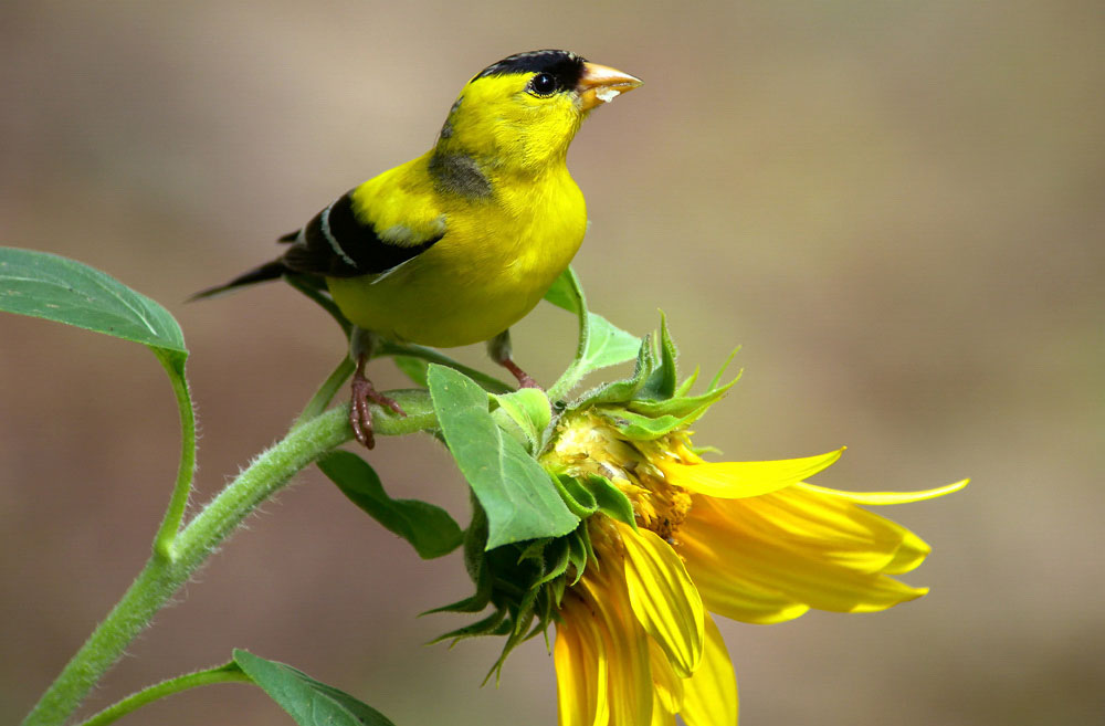 Male American Goldfinch in breeding plumage. Megumi Aita/Audubon Photography Awards