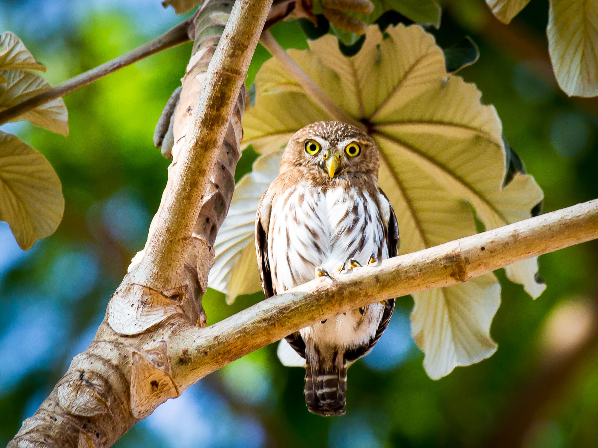 Ferruginous Pygmy-Owl. Charles Murphy/Audubon Photography Awards