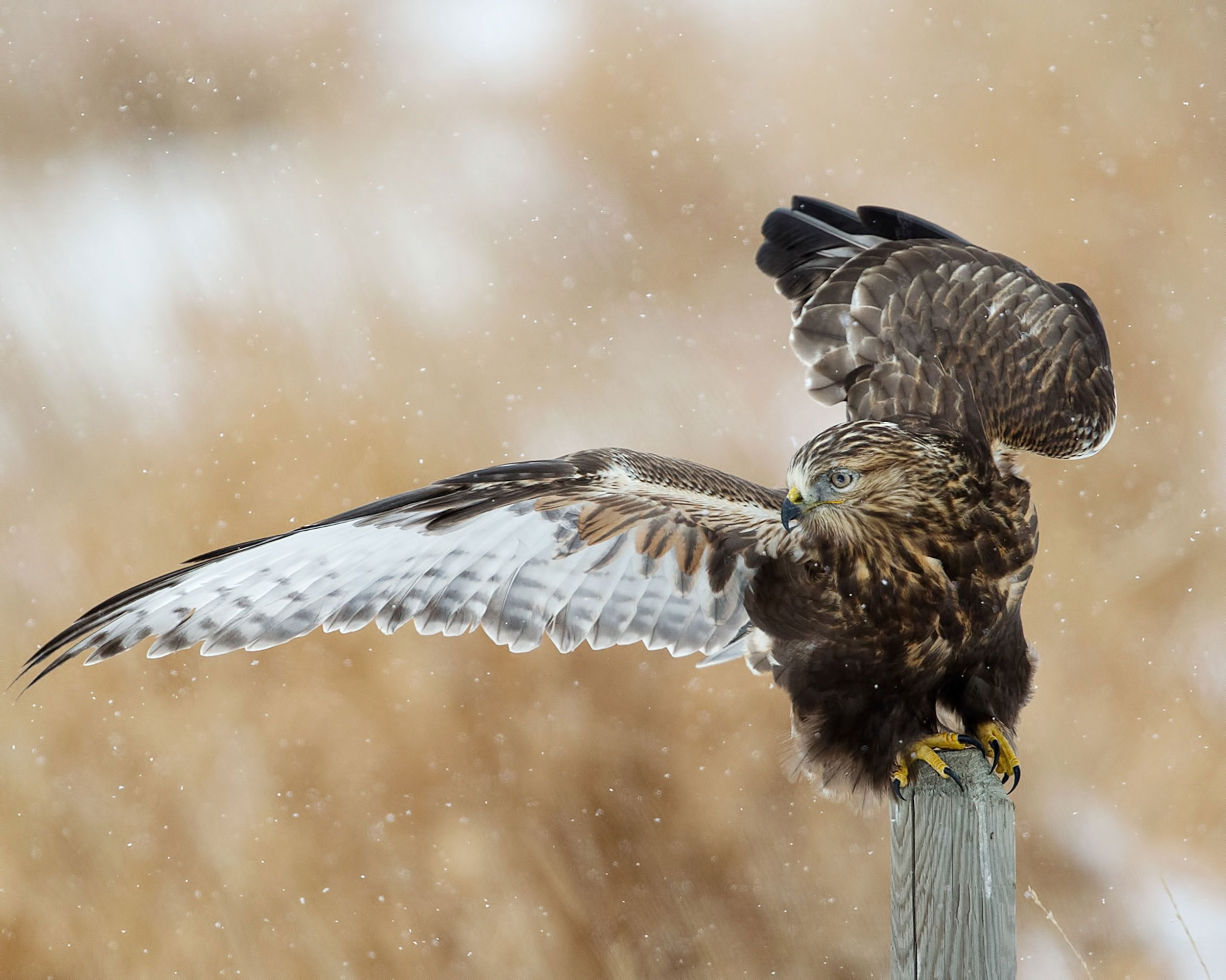 Rough-legged Hawk. Harry Colquhoun/Audubon Photography Awards
