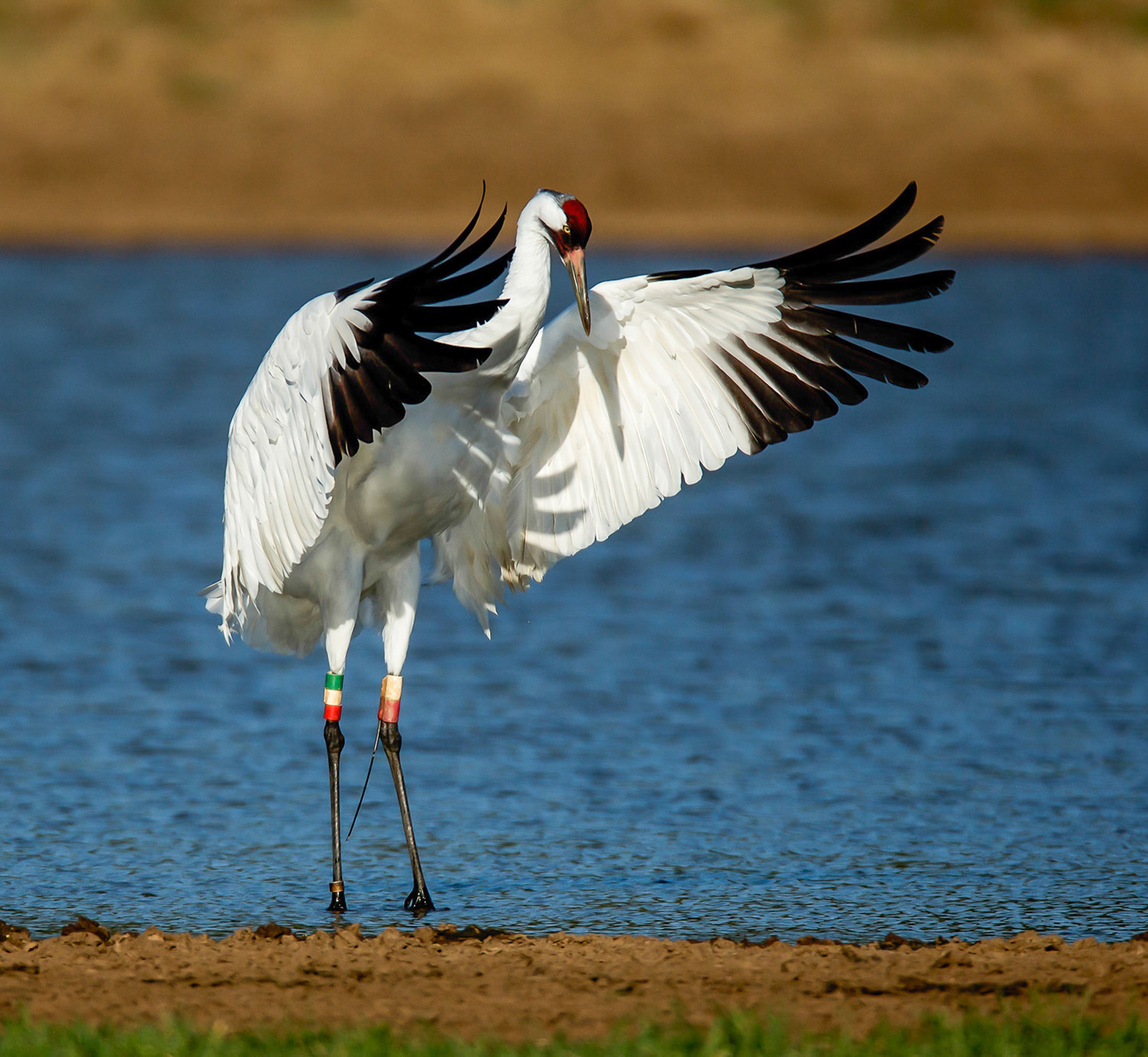 Whooping Crane. Karen Willes/Audubon Photography Awards