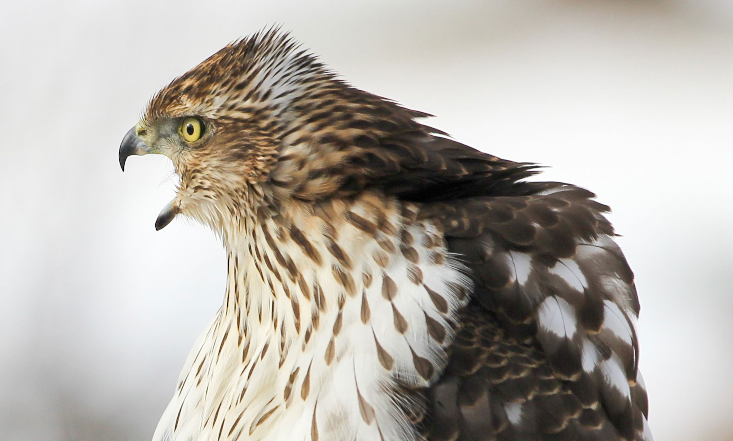 Cooper's Hawk. Mike Dudash/Audubon Photography Awards