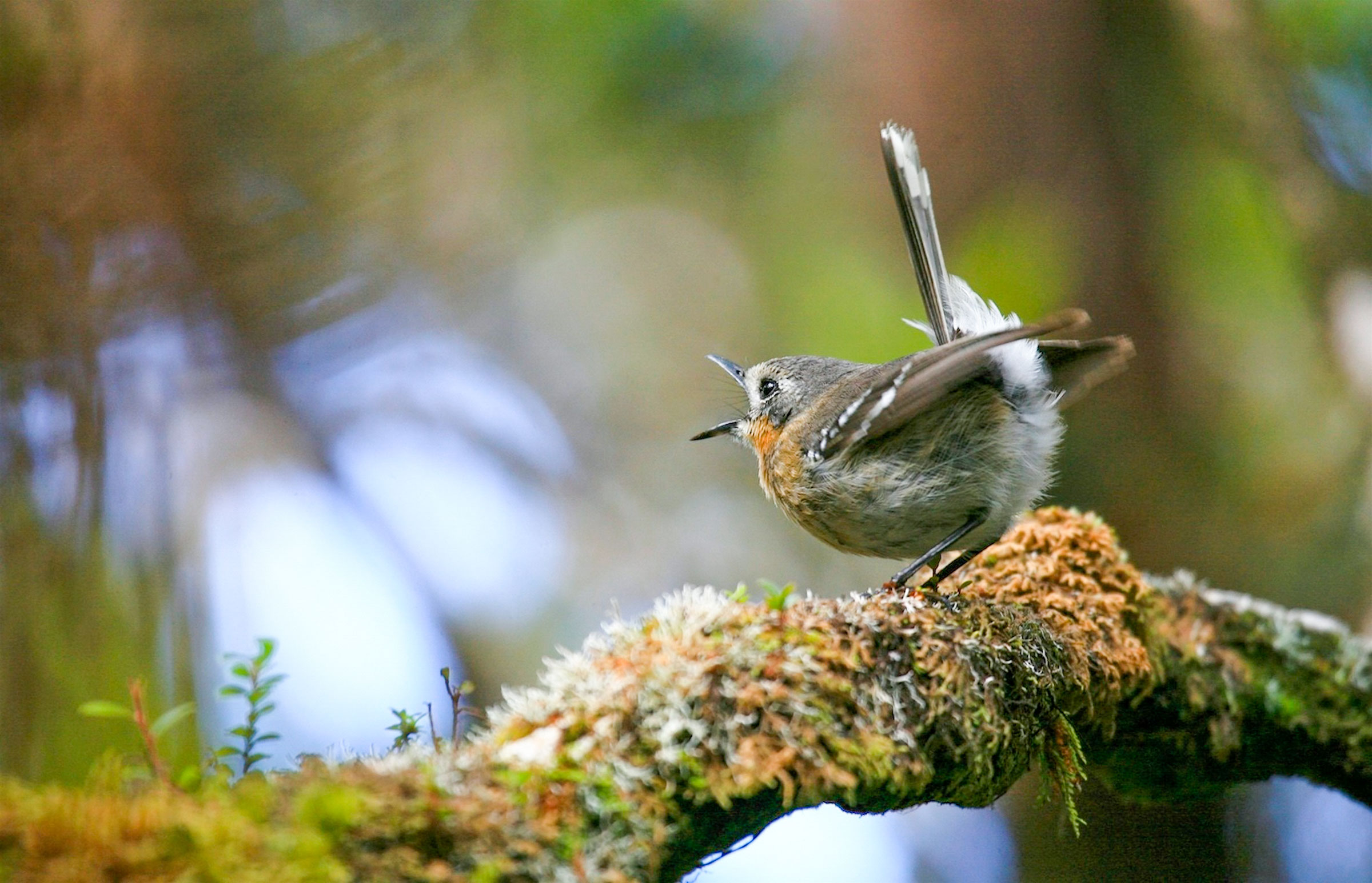 'Elepaio. Mitch Walters/Audubon Photography Awards