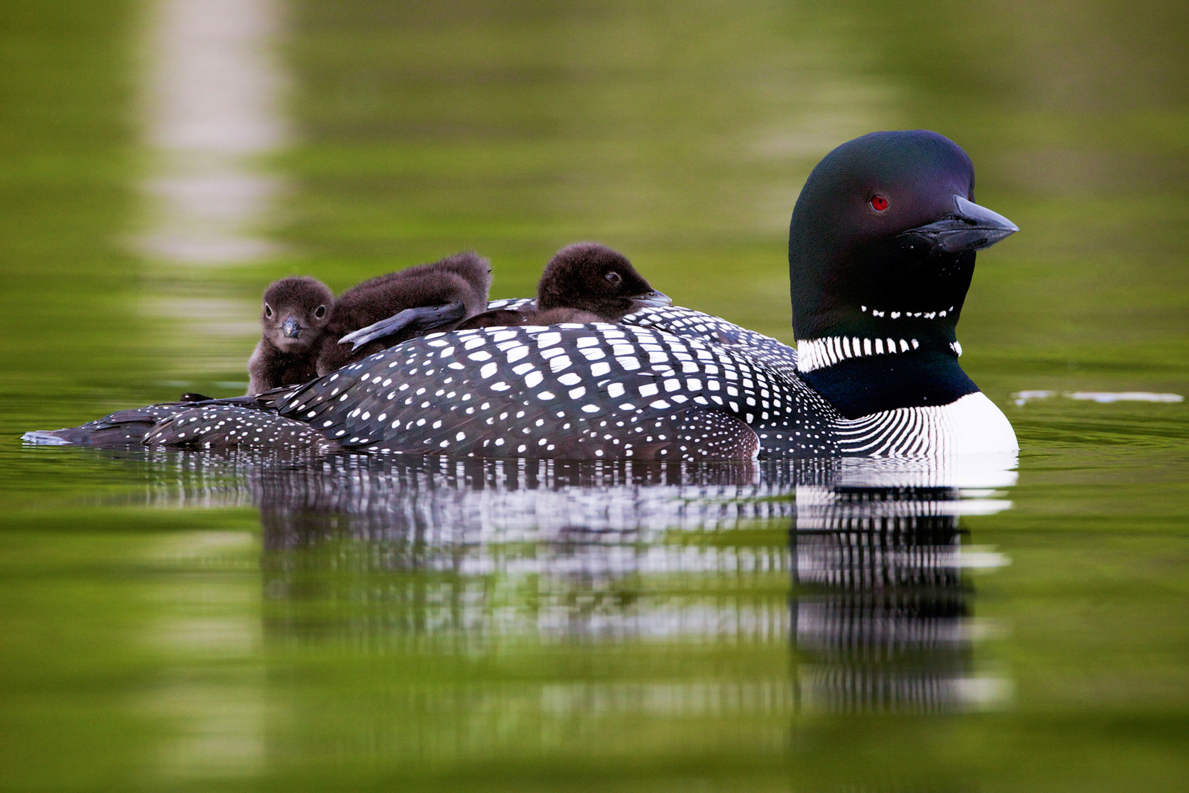 By the end of the century, Minnesota will likely no longer host its iconic Common Loons in the summertime because of climate change. Timothy Lenahan/Audubon Photography Awards