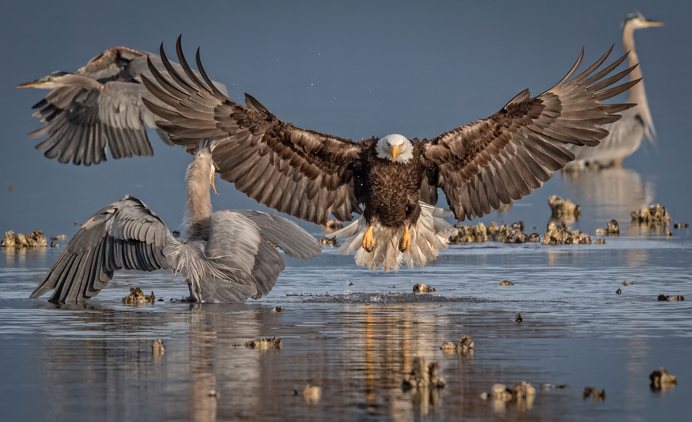 Bald Eagle with Great Blue Herons. Bonnie Block/Audubon Photography Awards