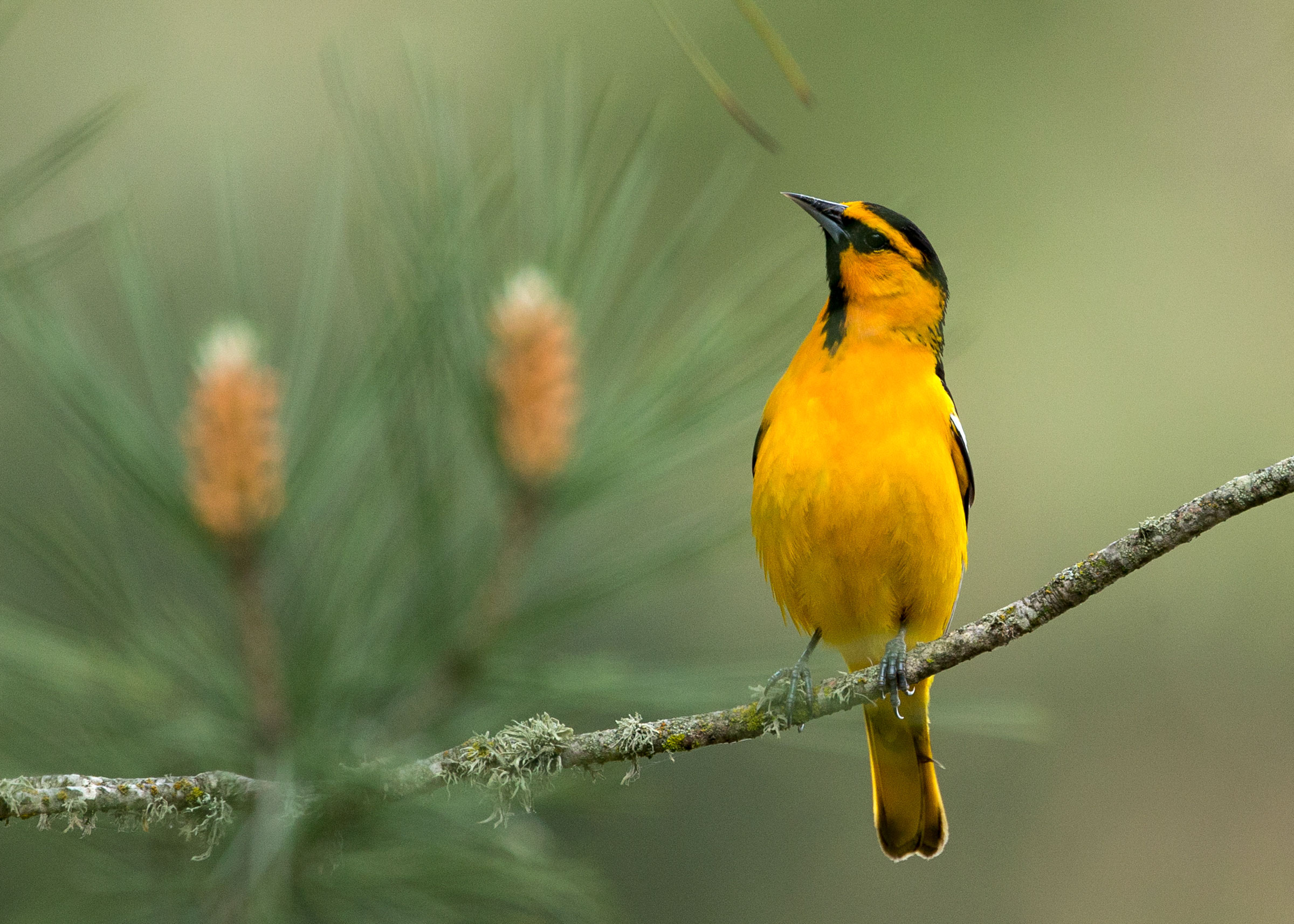 Bullock's Oriole. Rick Derevan/Audubon Photography Awards