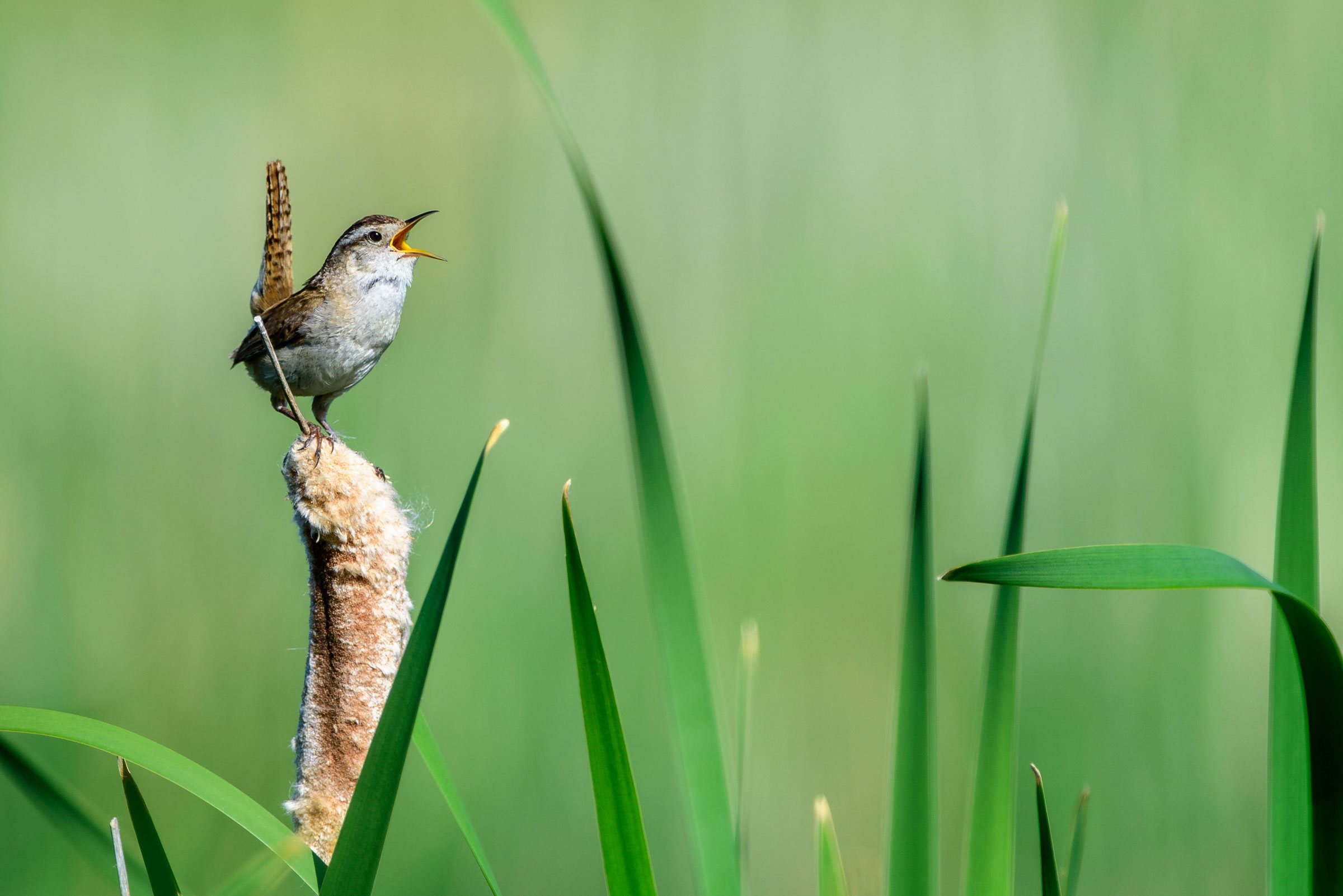 Marsh Wren. Craig Goettsch/Audubon Photography Awards