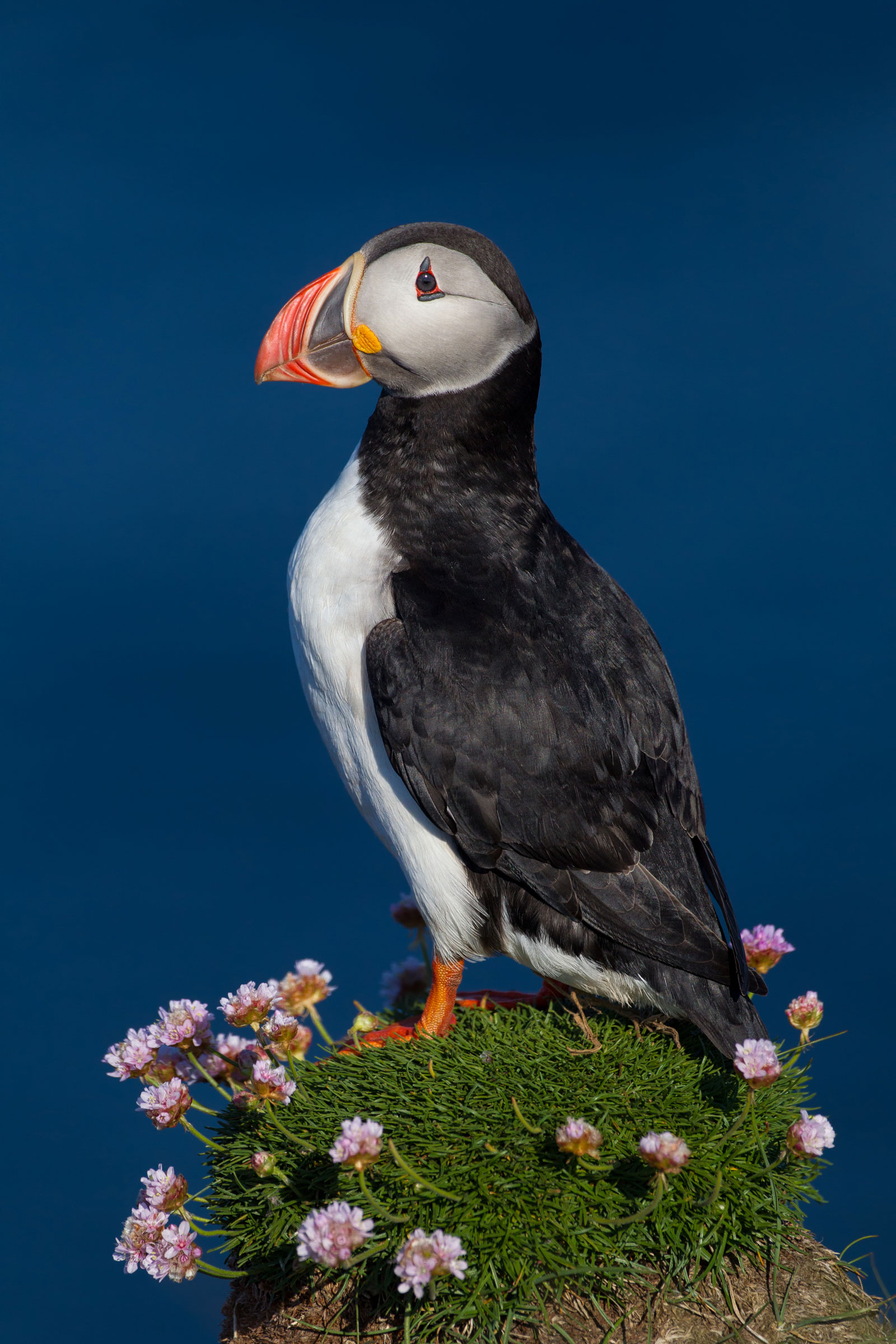 An Atlantic Puffin strikes the perfect pose on Látrabjarg. Michael Milicia