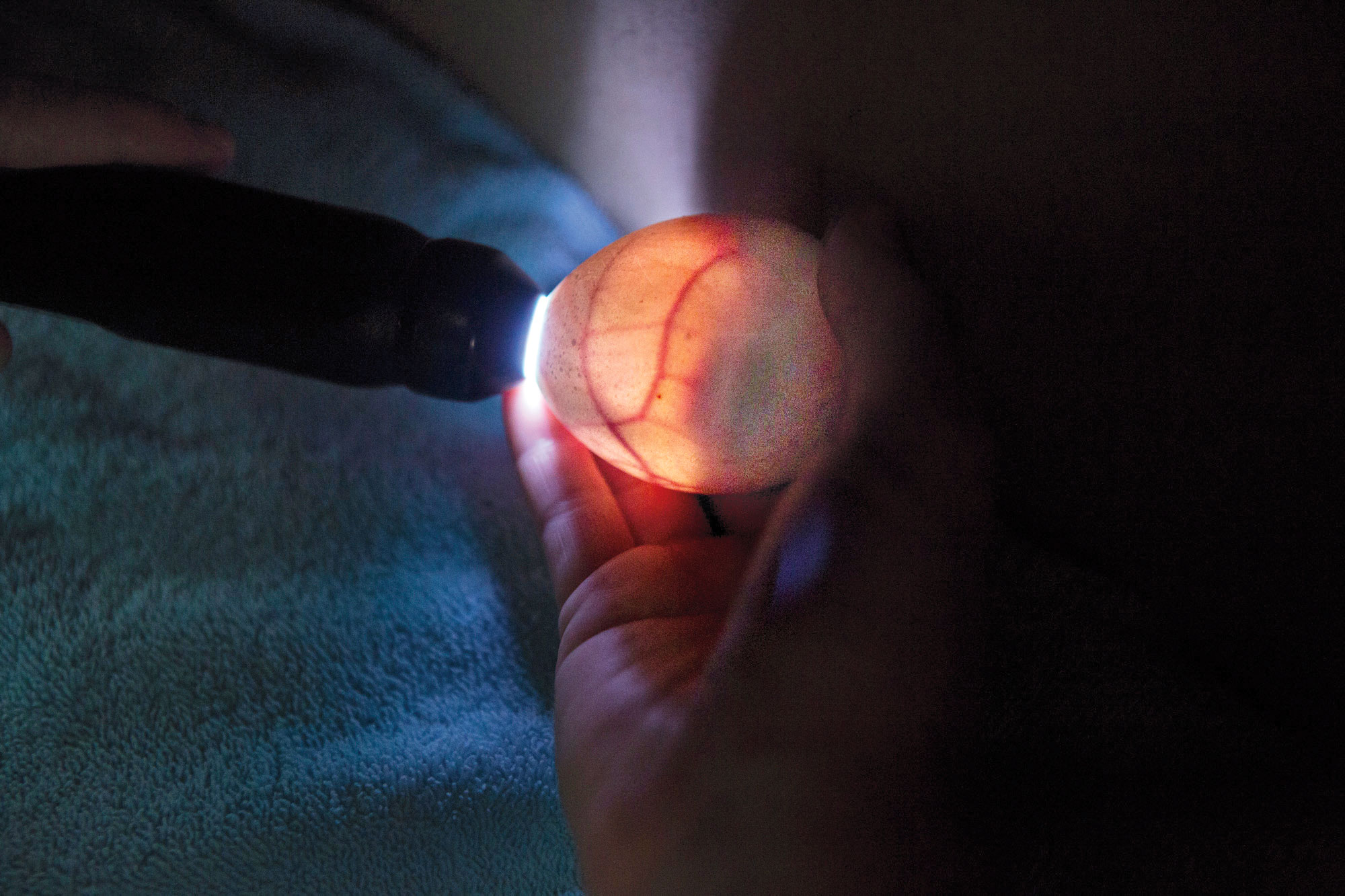 A SANCCOB staffer uses a flashlight to check an egg’s growth. Alexia Webster
