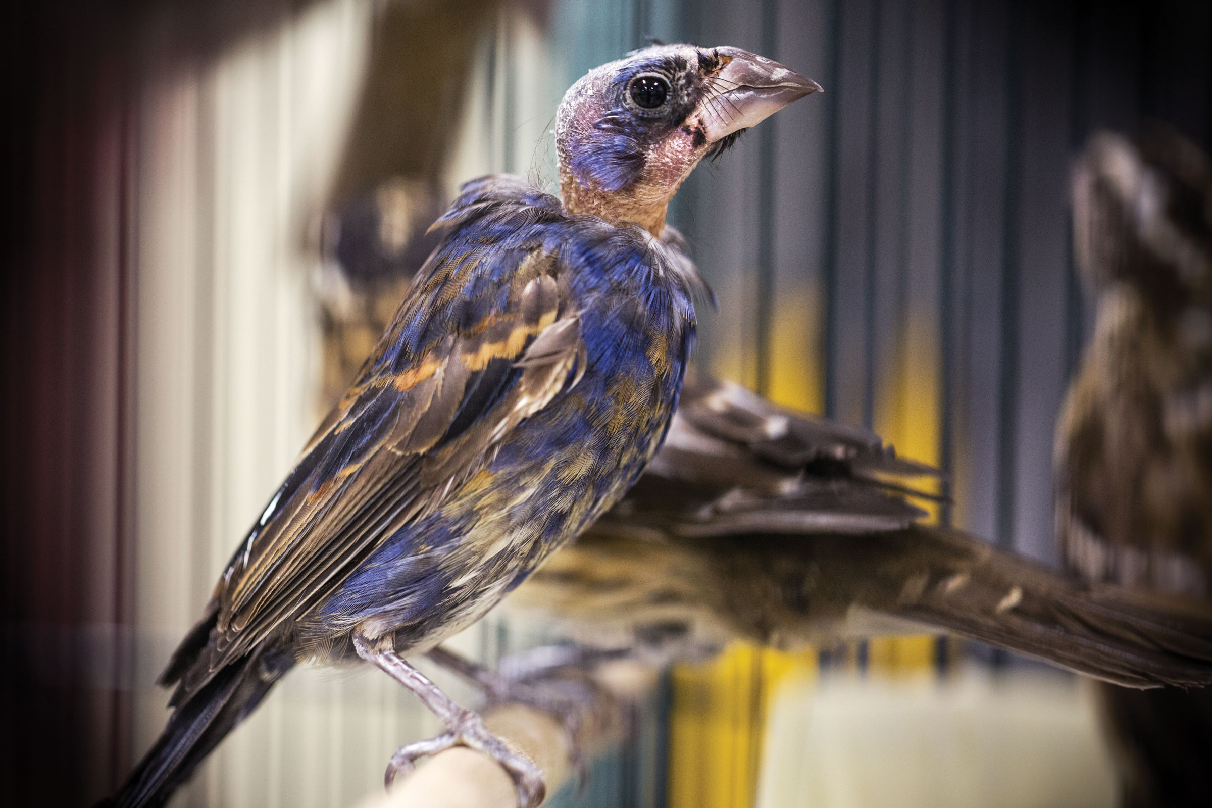Lured birds, like this Blue Grosbeak, fall into a trap through a pitfall door. Traffickers often keep the birds in terrible conditions, leading to emaciation and feather loss so severe that some birds can no longer fly. Karine Aigner