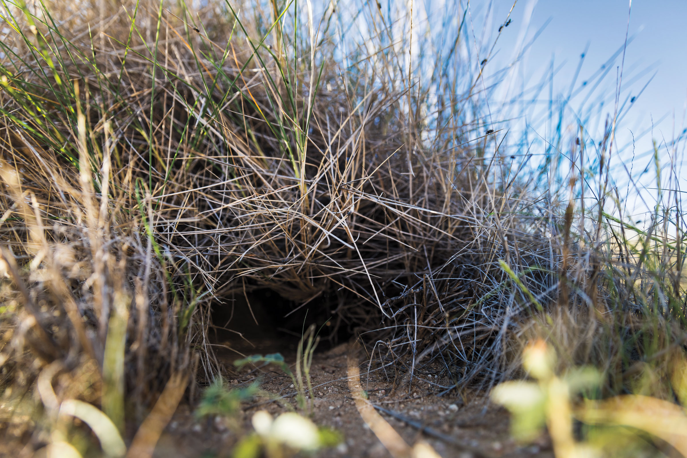 Night Parrots were seen close to a former roost in Pullen Pullen earlier this year. Lachlan Gardiner