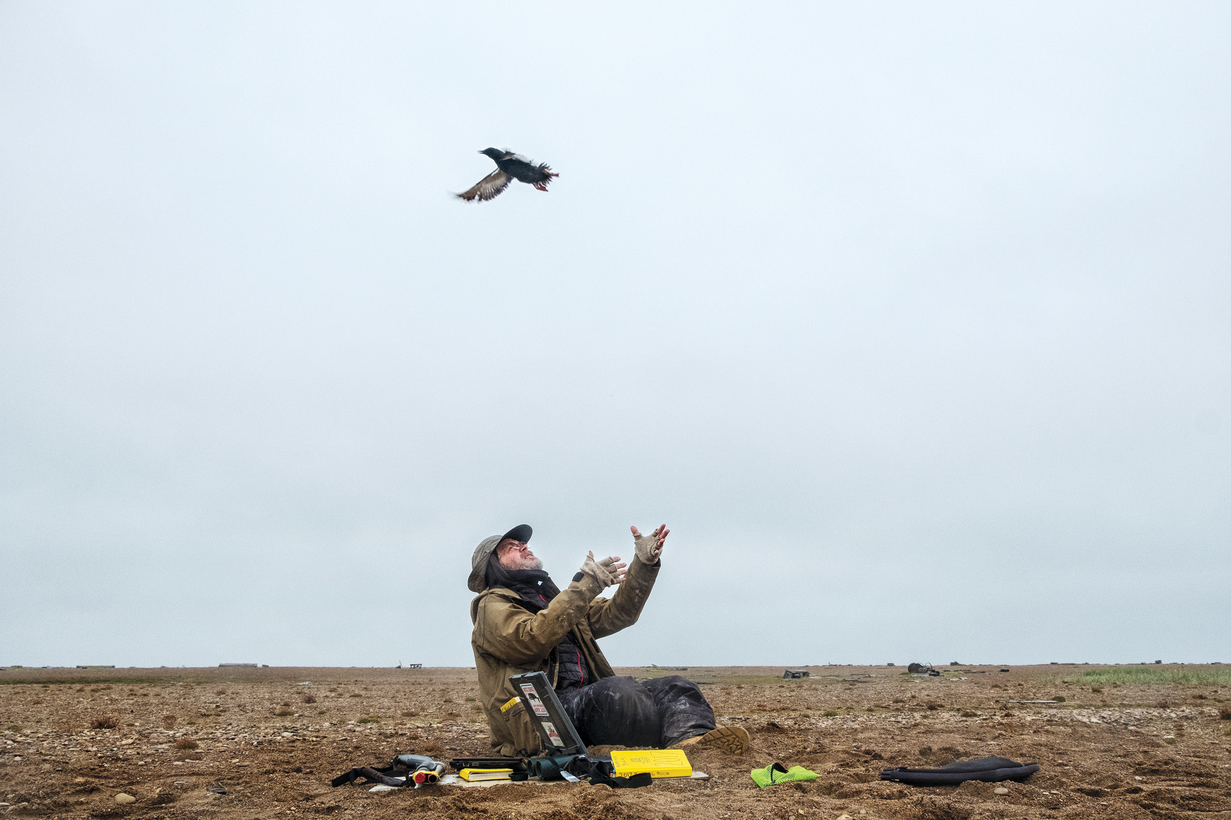 George Divoky releases an adult bird after attaching a geolocator to its ankle. His location data show that the birds closely track the sea ice edge when they're not on Cooper Island. Peter Mather