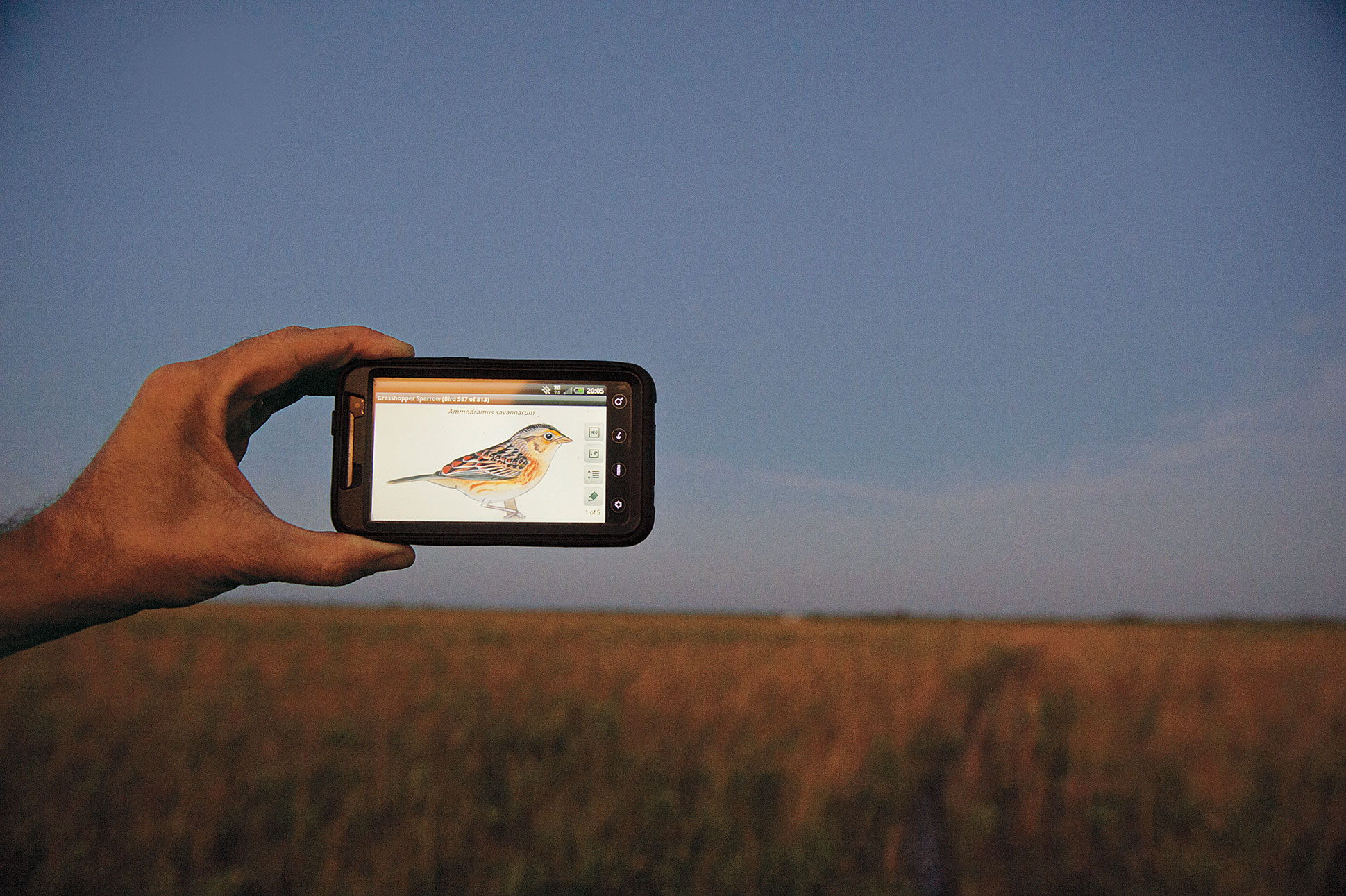 Paul Miller plays the Grasshopper Sparrow's song on an iPhone, hoping to lure a male to a mist net. Joel Sartore