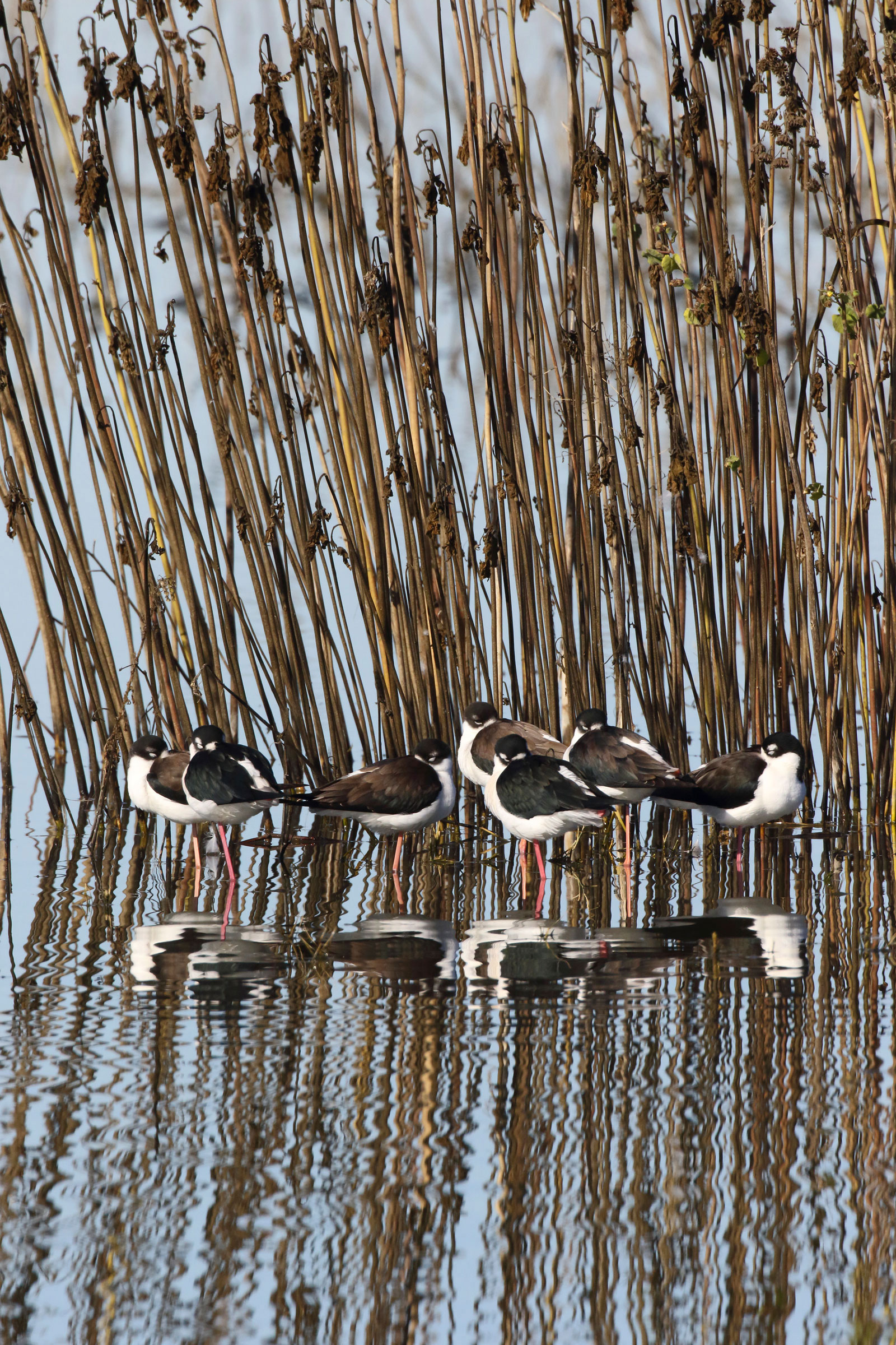 Black-necked Stilts. Gary R. Zahm/Audubon Photography Awards