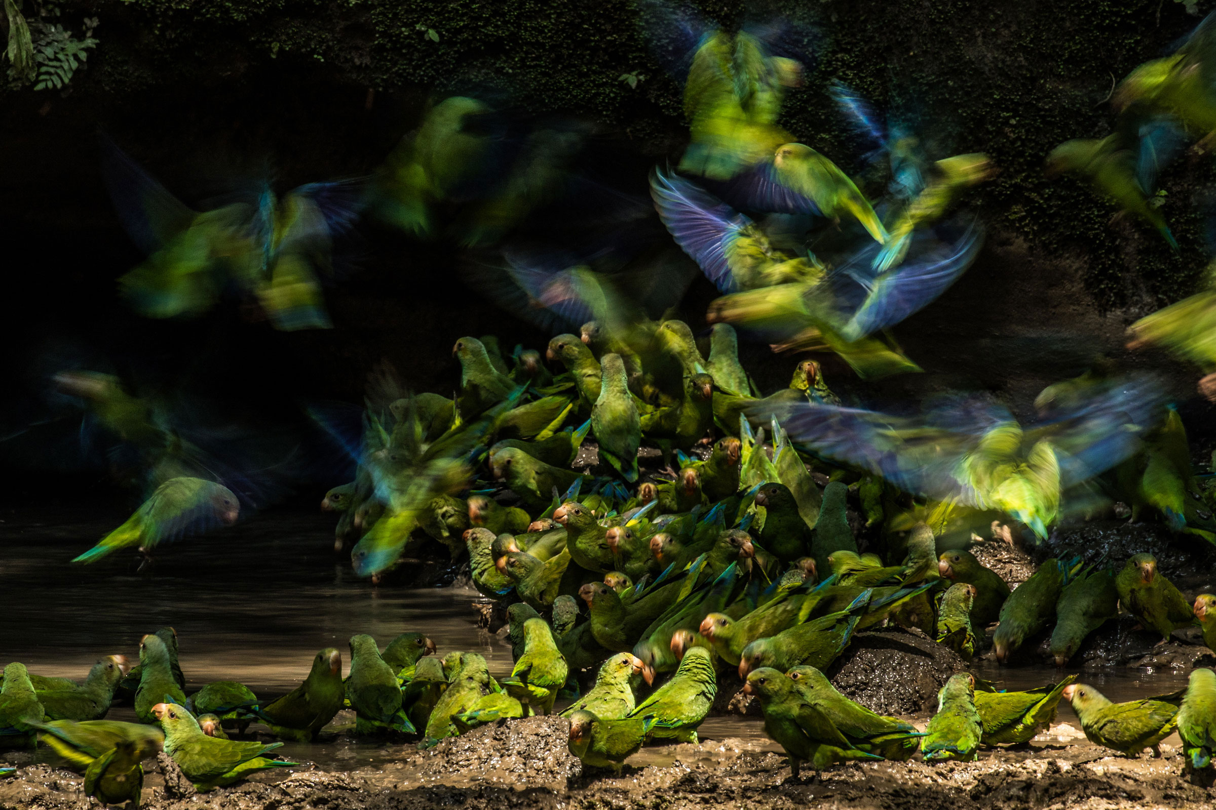Cobalt-winged Parakeets. Liron Gertsman/Audubon Photography Awards