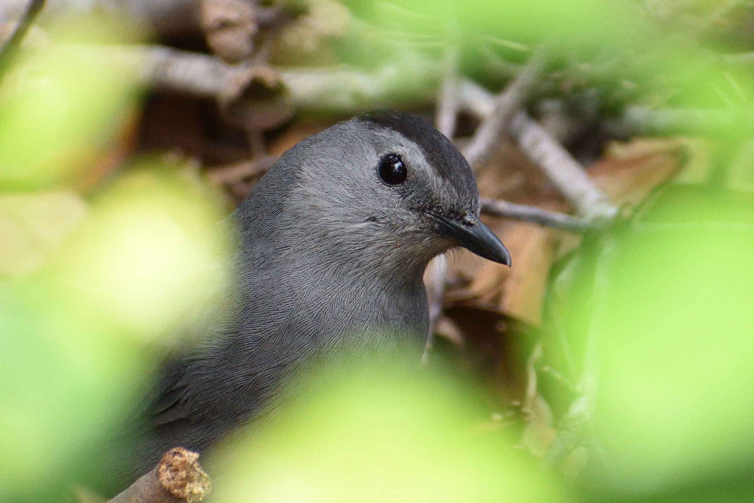How Grey Catbirds and Yellowbreasted Chats Assist Bridge Cultural
