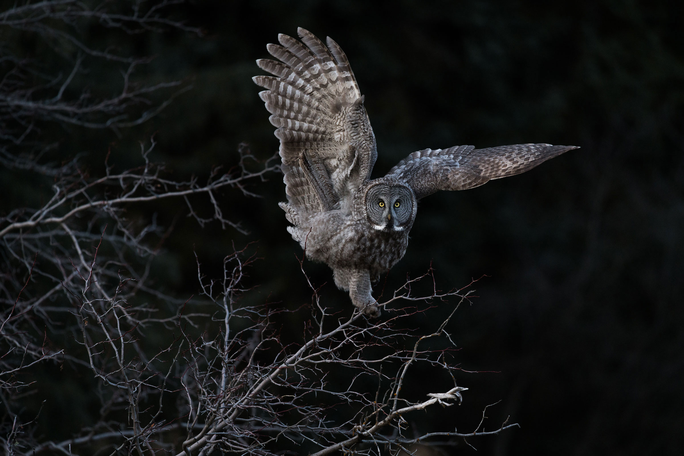 Great Gray Owl. Steve Mattheis/Audubon Photography Awards