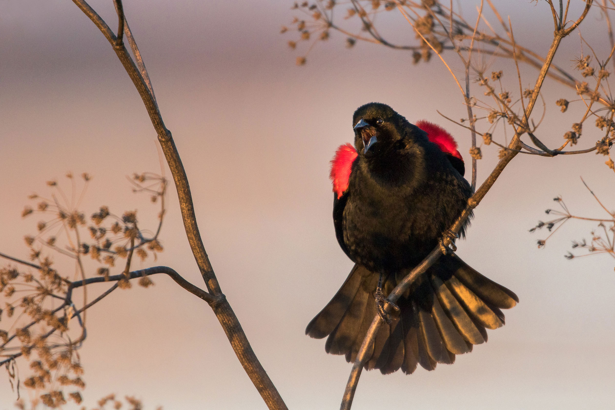 Red-winged Blackbird. Donald Quintana/Audubon Photography Awards