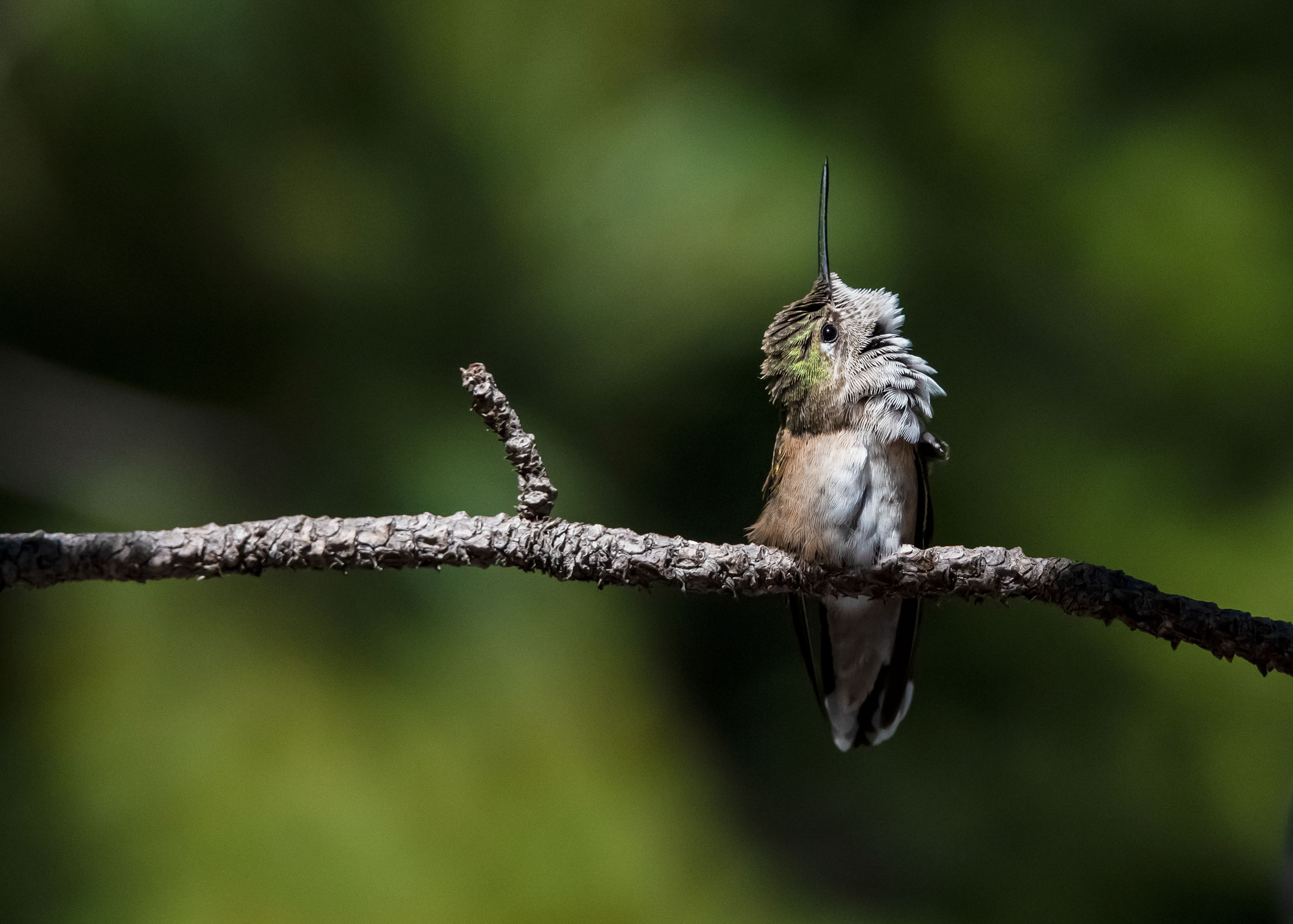 Rufous Hummingbird. Jim Nelson/Audubon Photography Awards