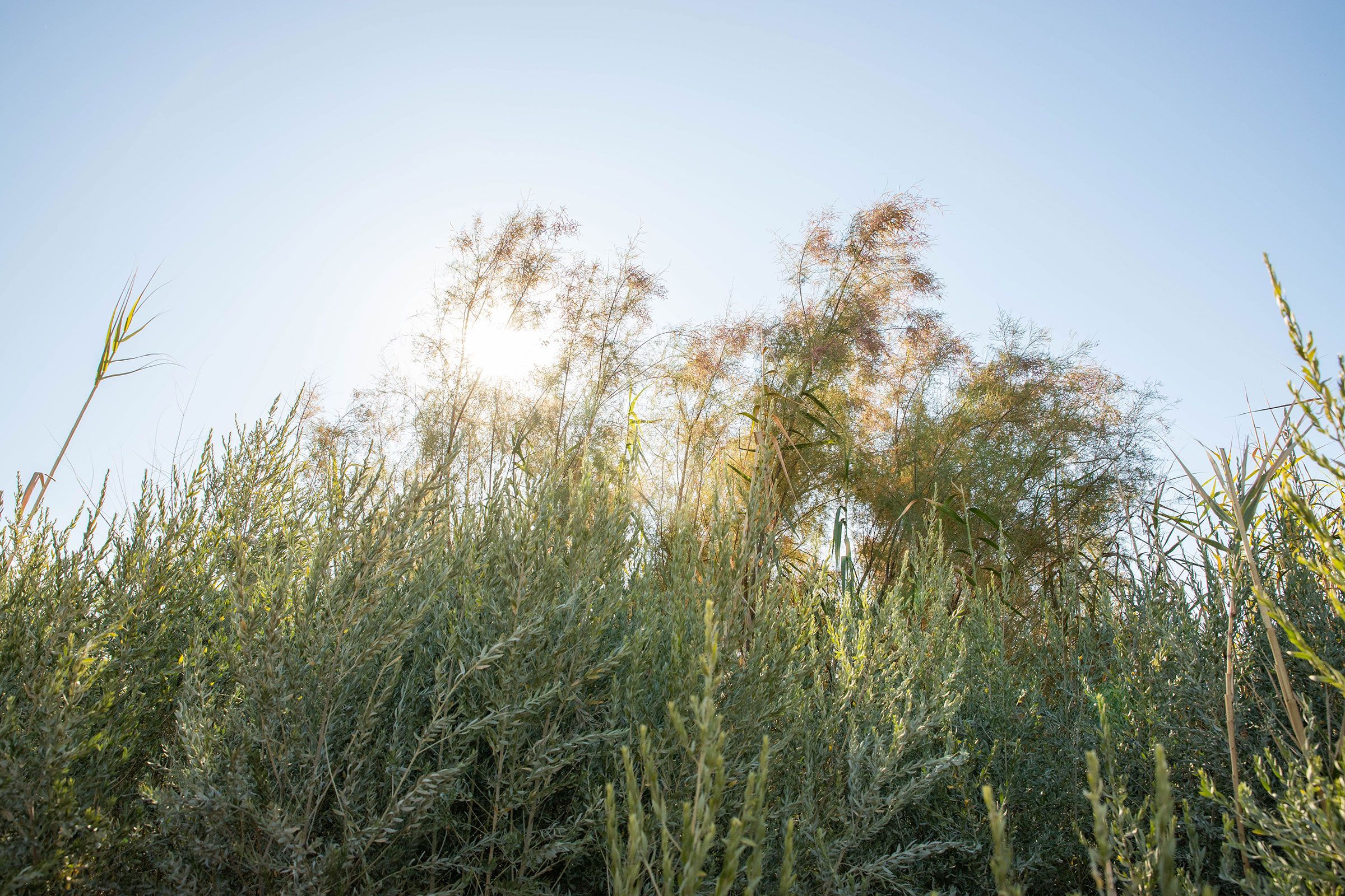A non-native saltcedar tree in the Yuma East Wetlands that the Yuma Crossing National Heritage Area team plans to clear. Yuma, Arizona. Dominic Arenas/Audubon