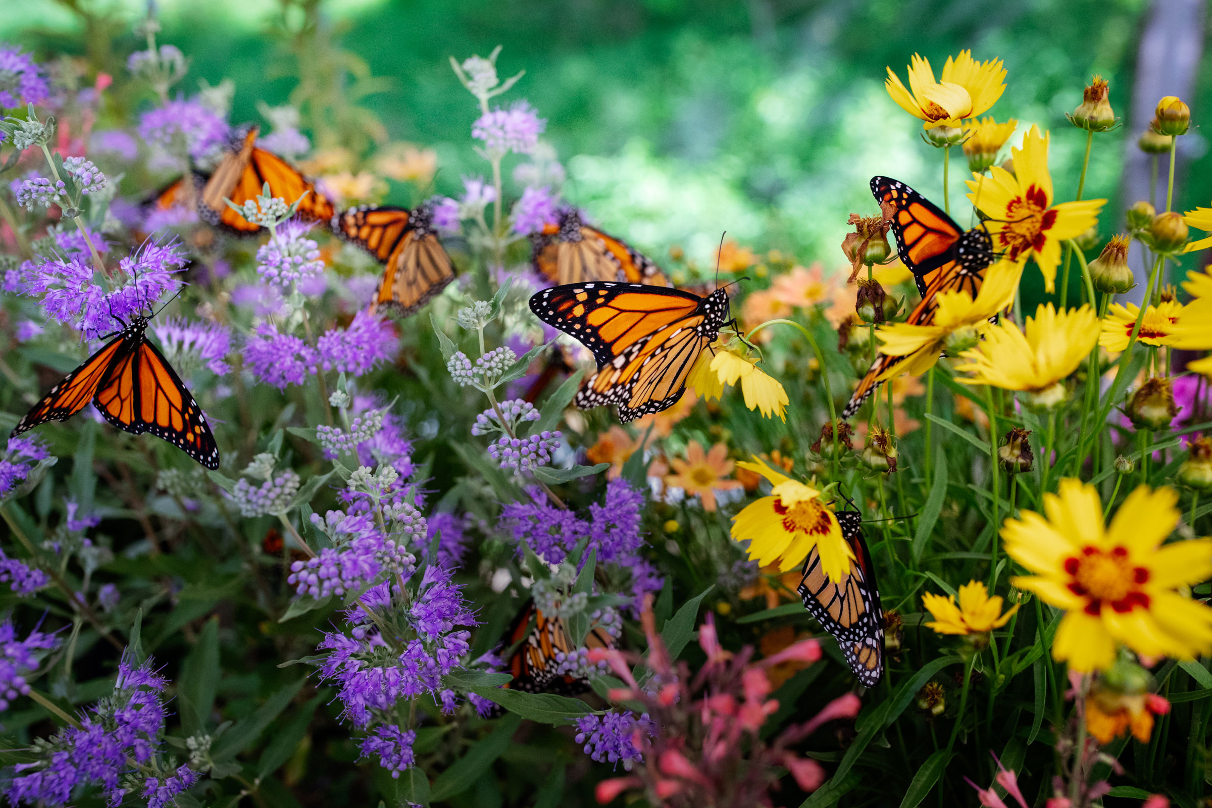 Monarch butterflies at the butterfly display tent during the Strawberry Plains Hummingbird Festival. Mike Fernandez/Audubon