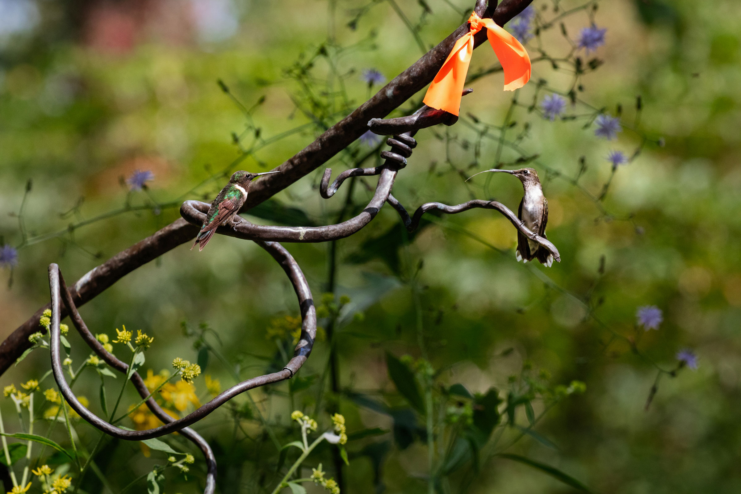 Ruby-throated Hummingbirds at the Strawberry Plains Hummingbird Festival. Mike Fernandez/Audubon