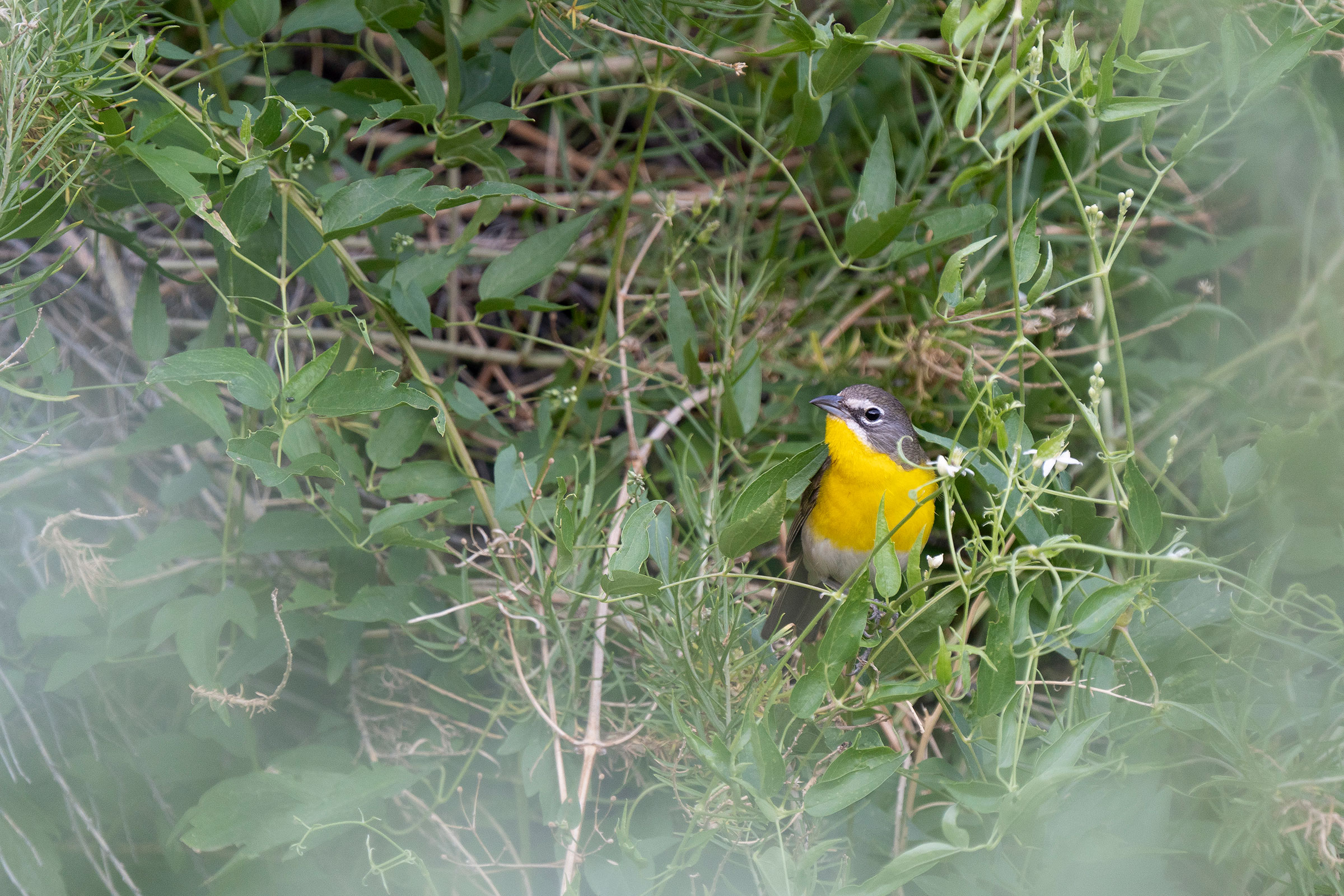 A Yellow-breasted Chat perches in Roosevelt National Forest, Colorado. A Yellow-breasted Chat perches in Roosevelt National Forest, Colorado.