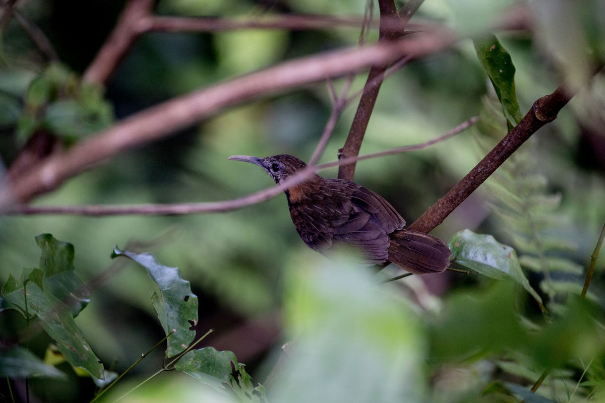 A Short-tailed Scimitar-Babbler, a relatively rare and elusive bird. Justin Mott