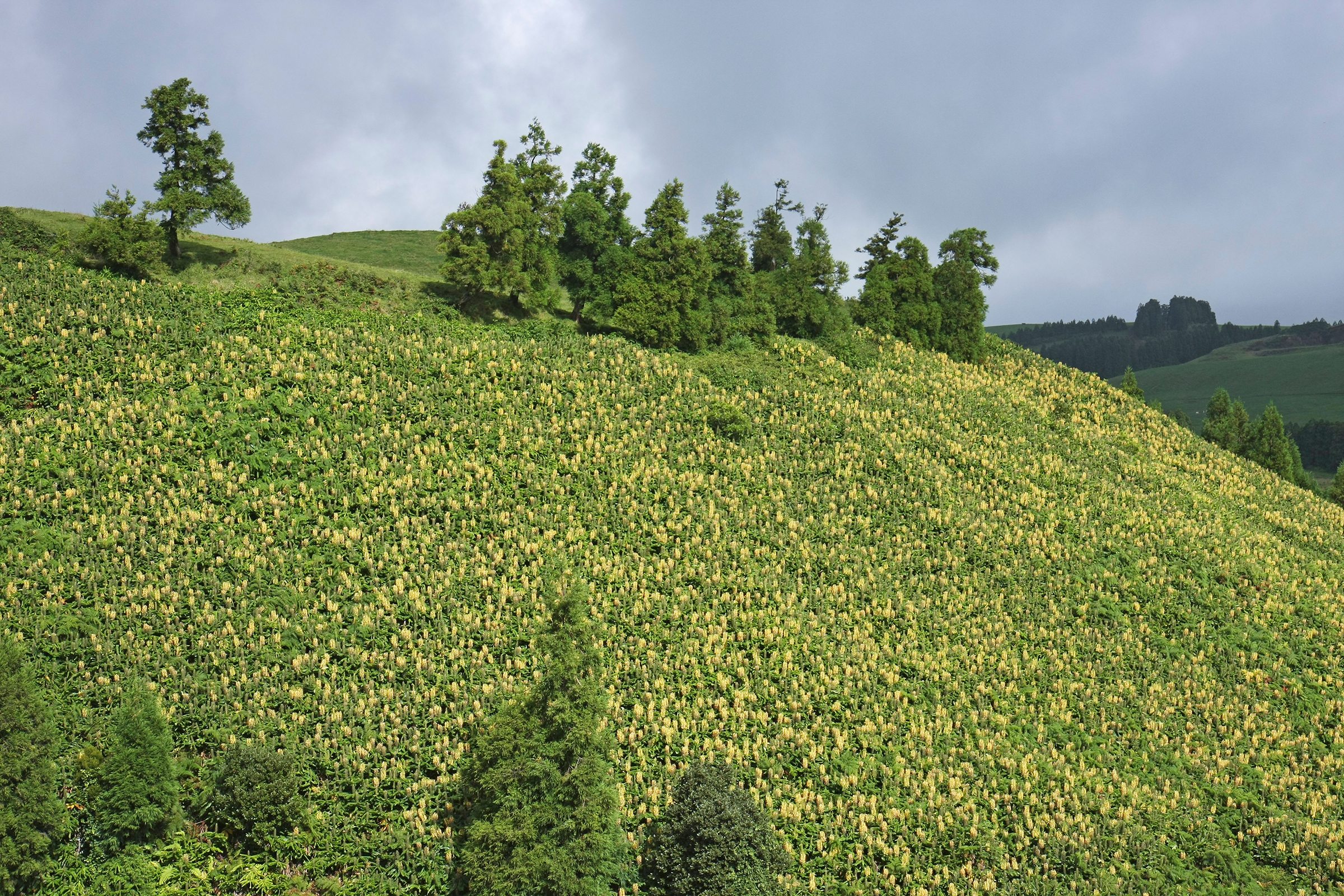 A hillside is blanketed with the yellow flowers of the ginger lily, which can grow to eight feet tall. A few small stands of trees are at the top and bottom of the photograph.