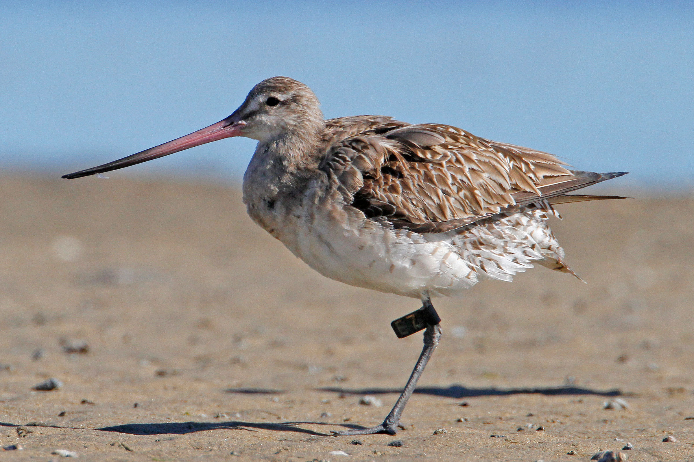 A shorebird stands on a beach, and there is a tag affixed to one of its thin legs.