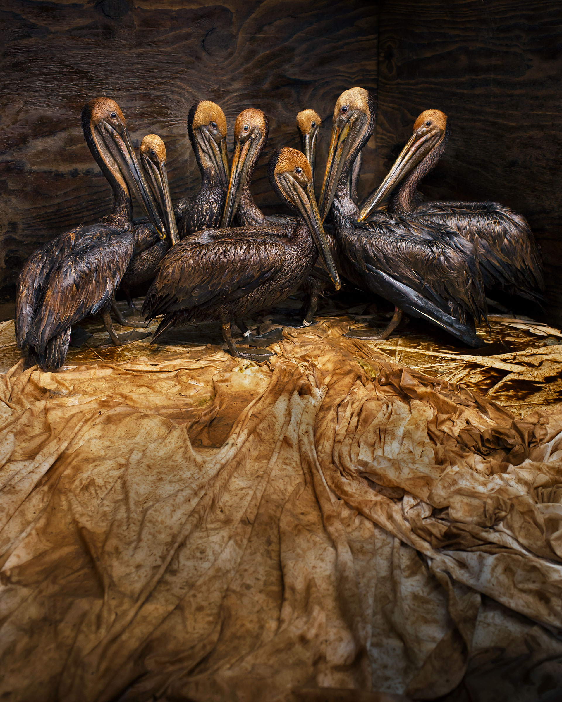 Oiled Brown Pelicans wait to be cleaned in June 2010, at a rescue center in Fort Jackson, Louisiana. Daniel Beltrá