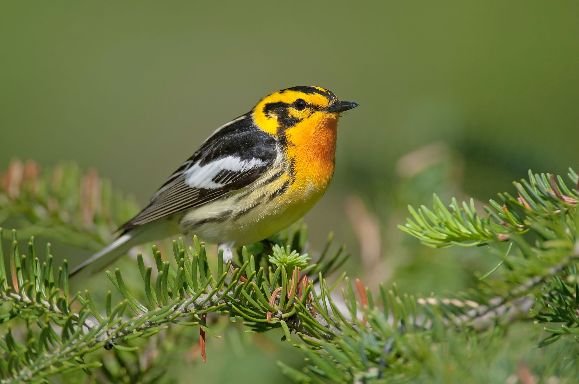 Blackburnian Warbler. Brian Zwiebel/Sabrewing Nature Tours