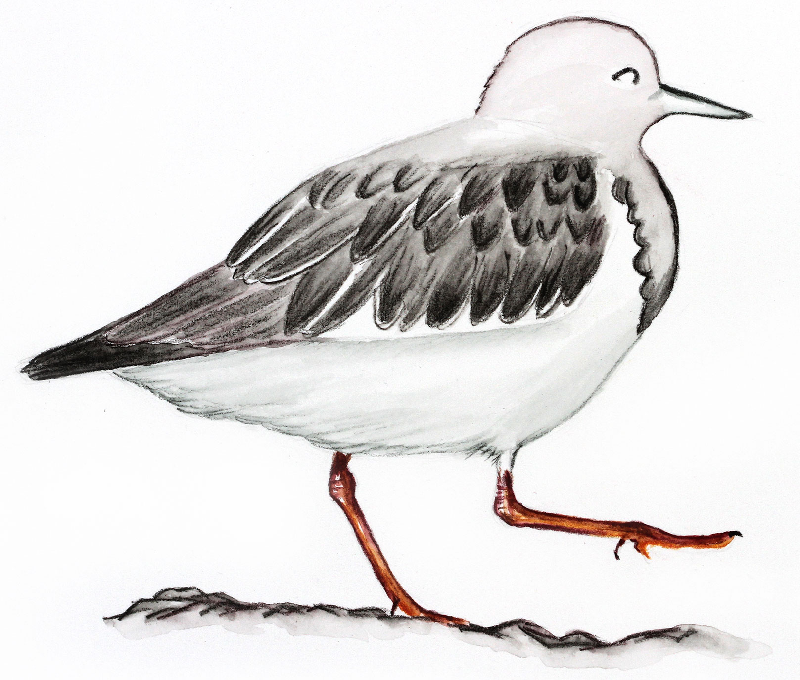 Illustration: Kenn Kaufman