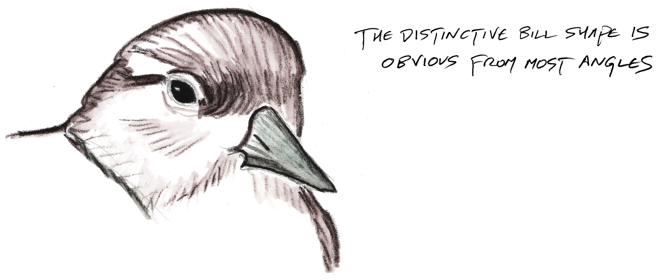 Illustration: Kenn Kaufman